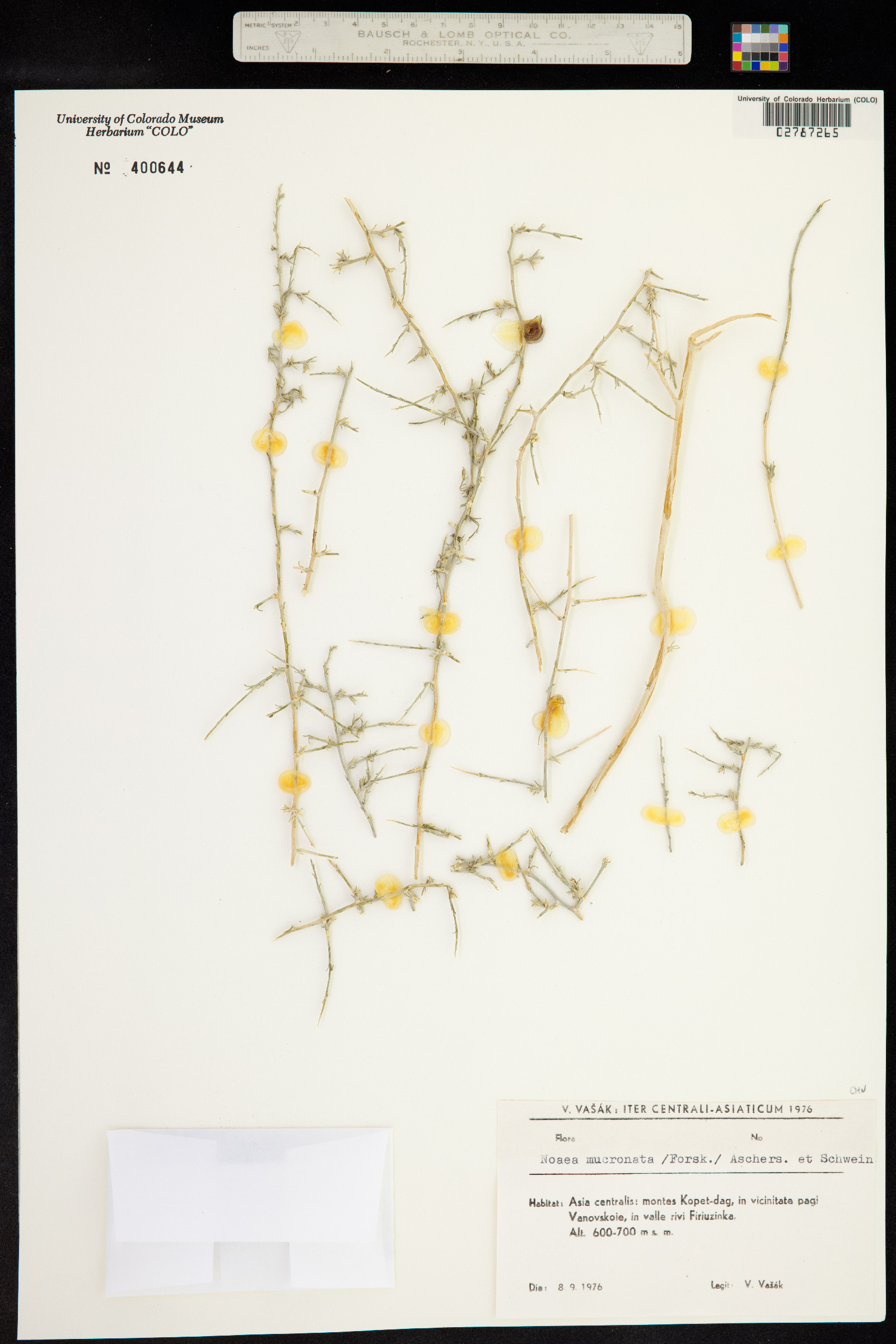 Noaea mucronata image