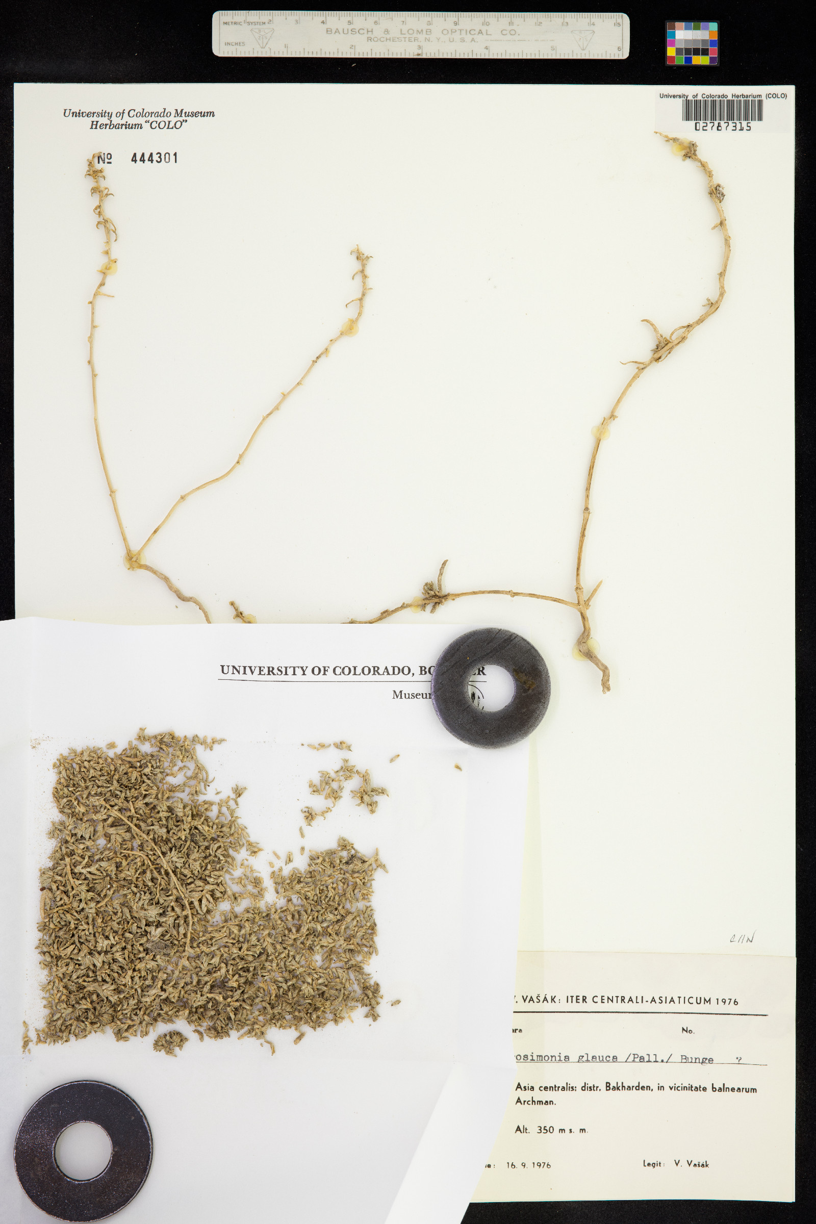 Petrosimonia glauca image