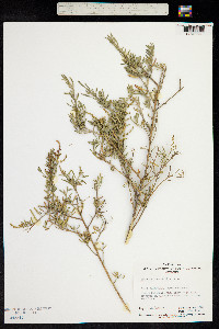 Image of Chenopodium wilsonii