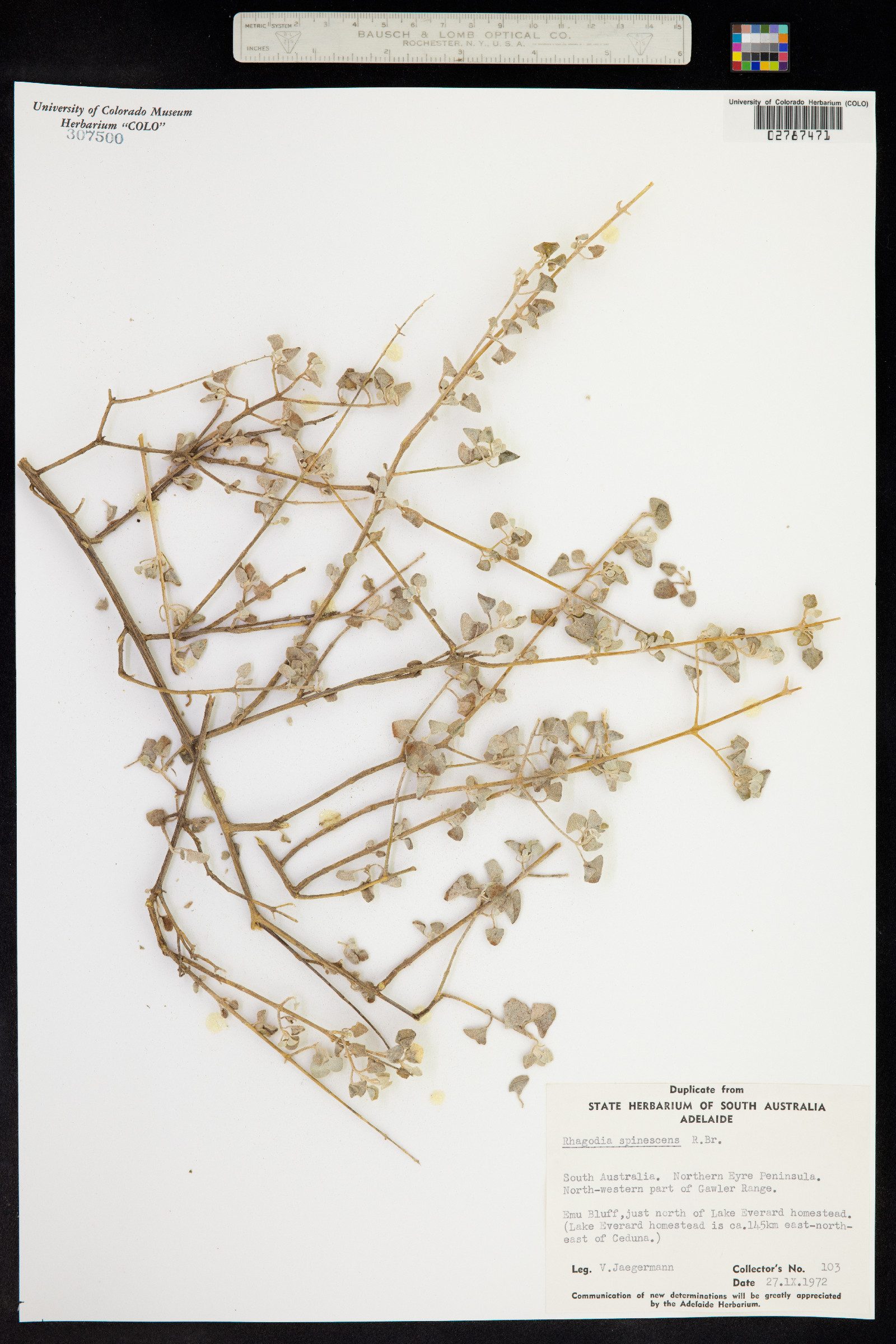 Rhagodia spinescens image