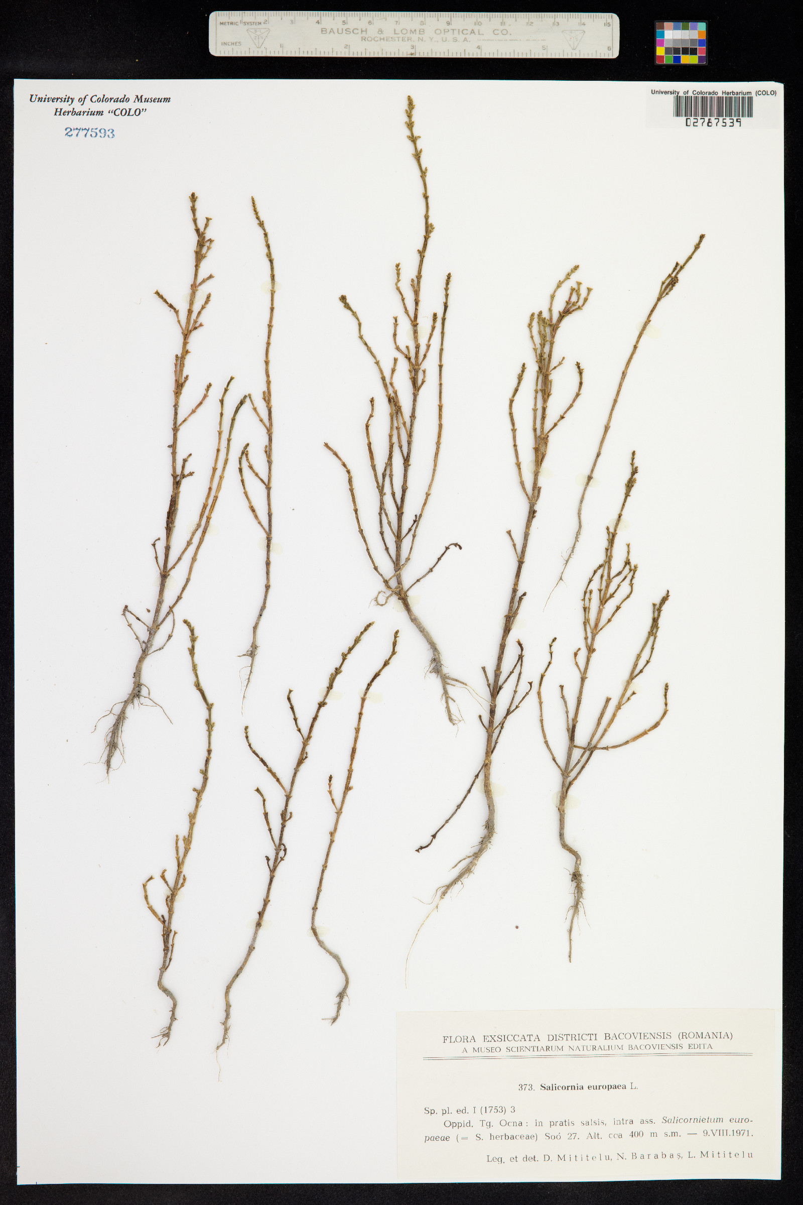 Salicornia europaea image