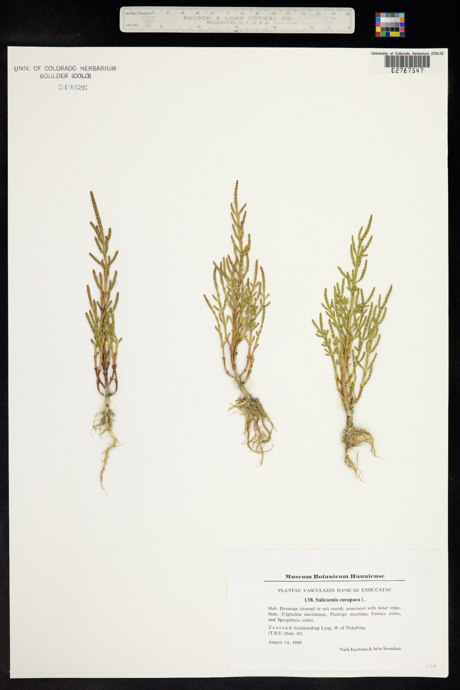 Salicornia image