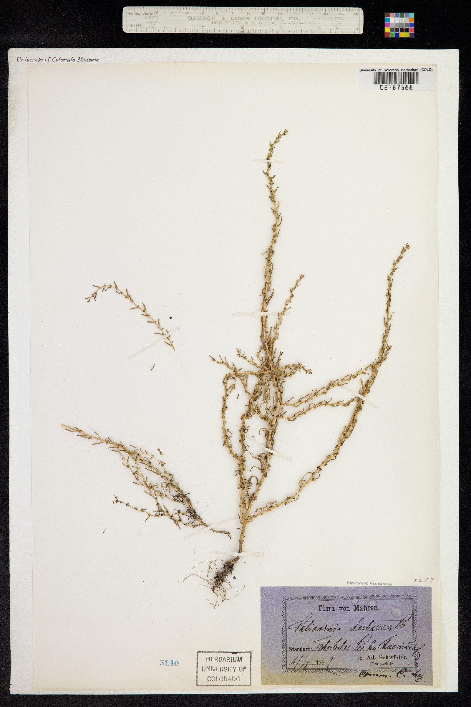 Salicornia maritima image