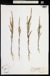 Image of Salicornia dolichostachya