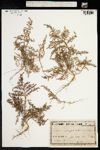 Image of Salicornia patula