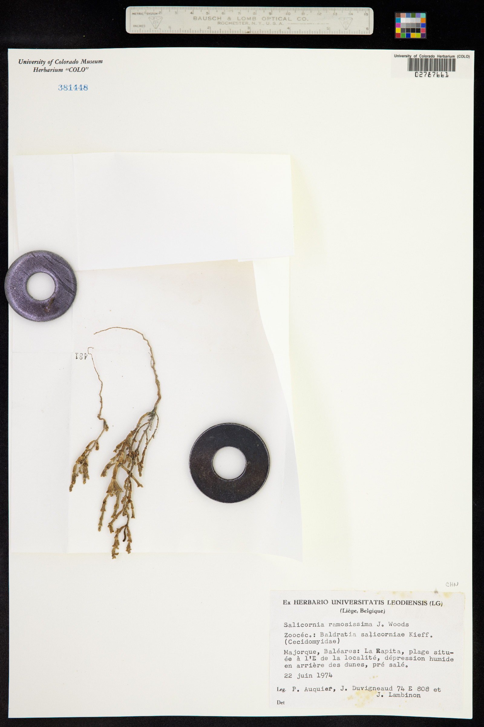 Salicornia maritima image