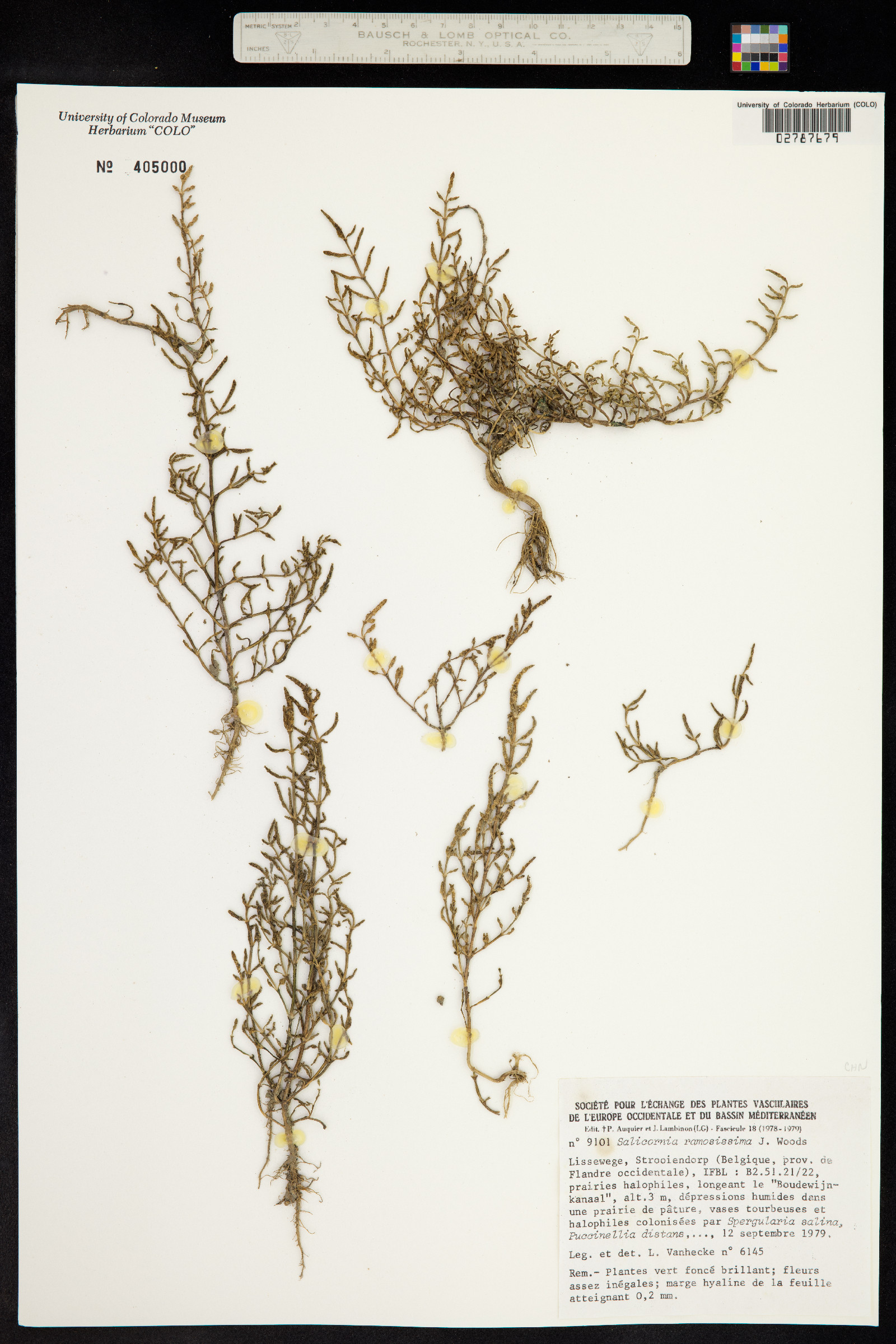 Salicornia ramosissima image