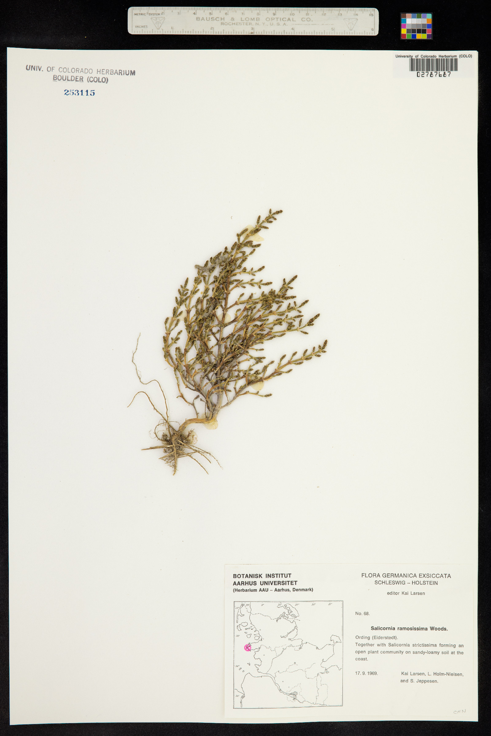 Salicornia image