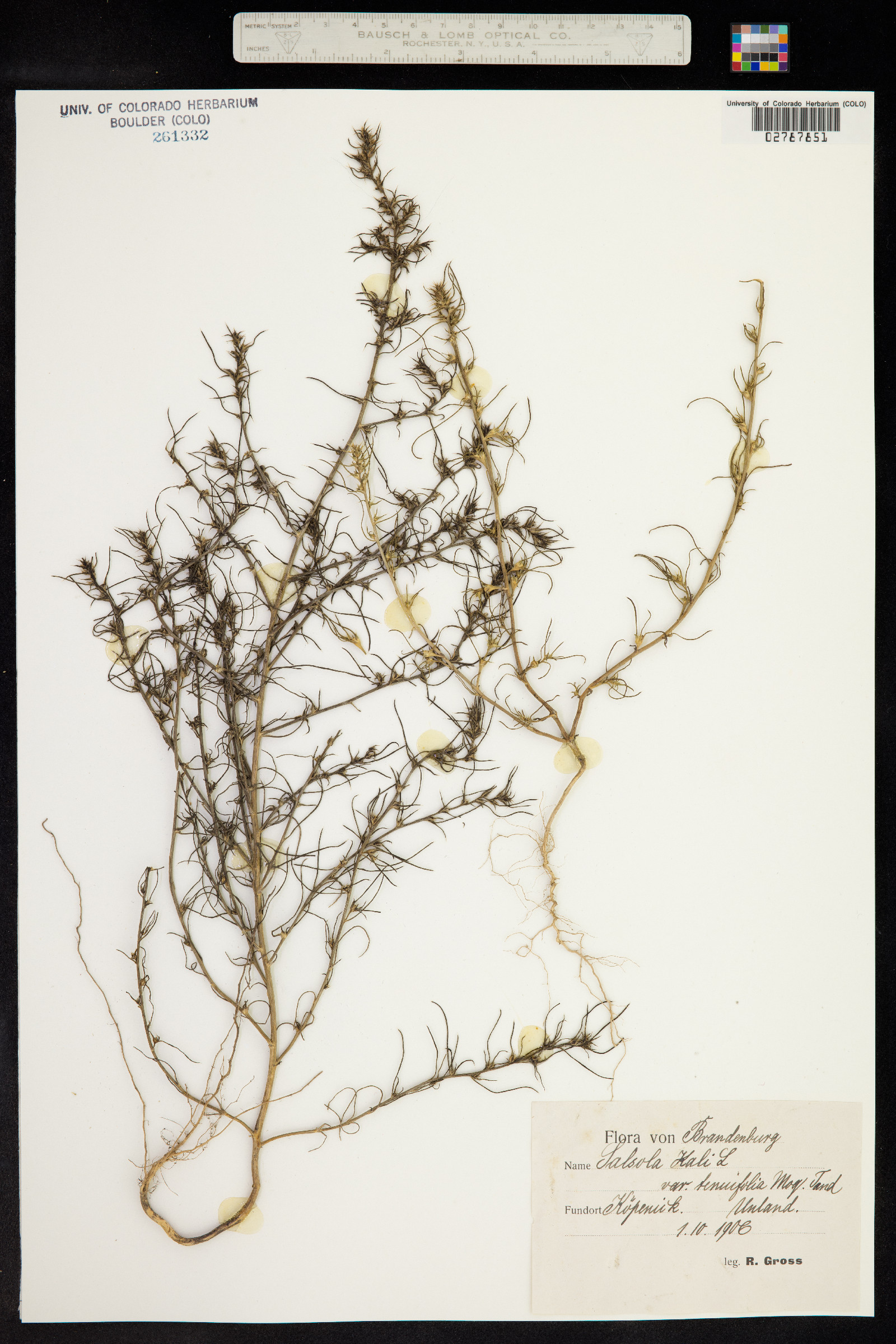 Salsola australis image