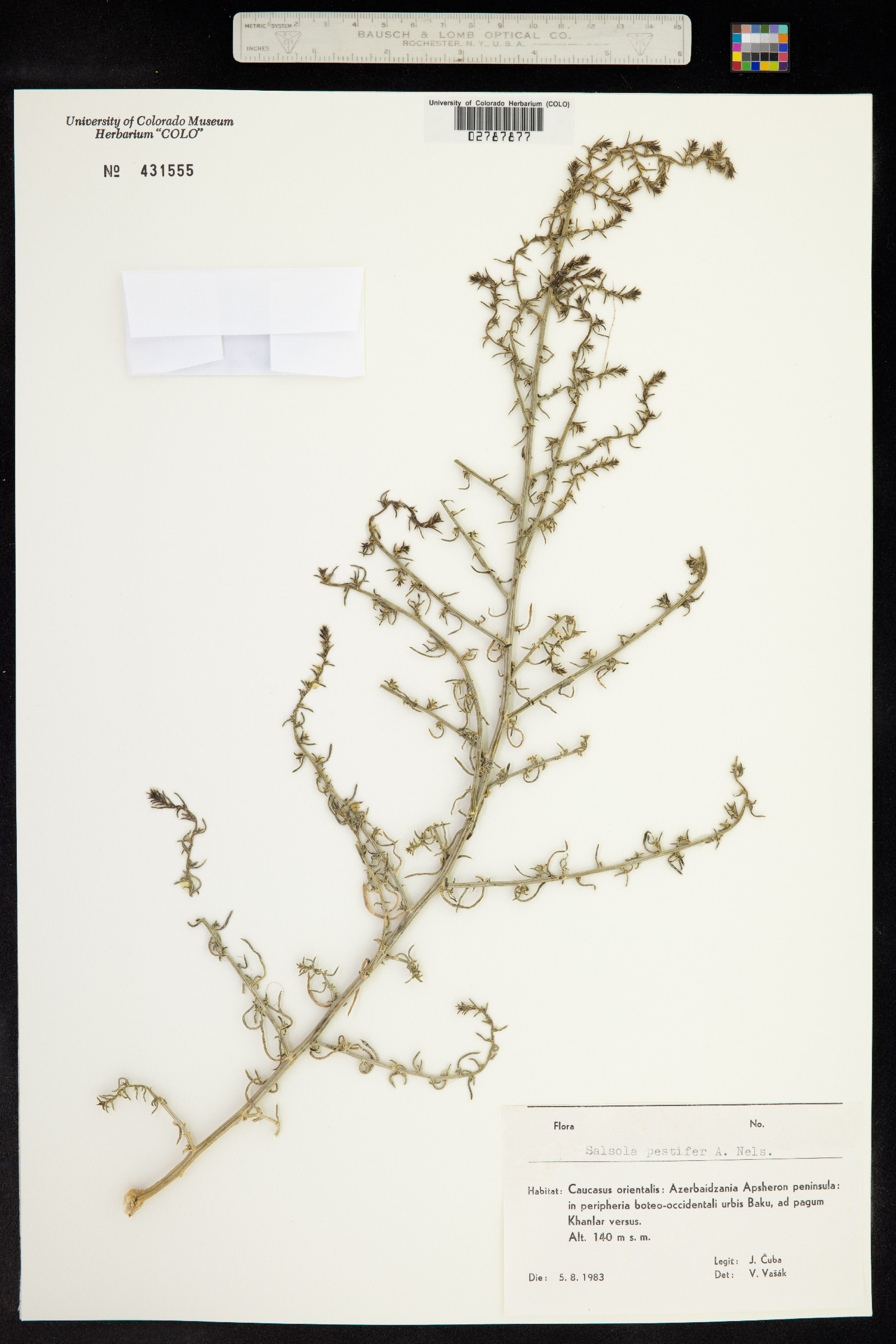 Salsola australis image
