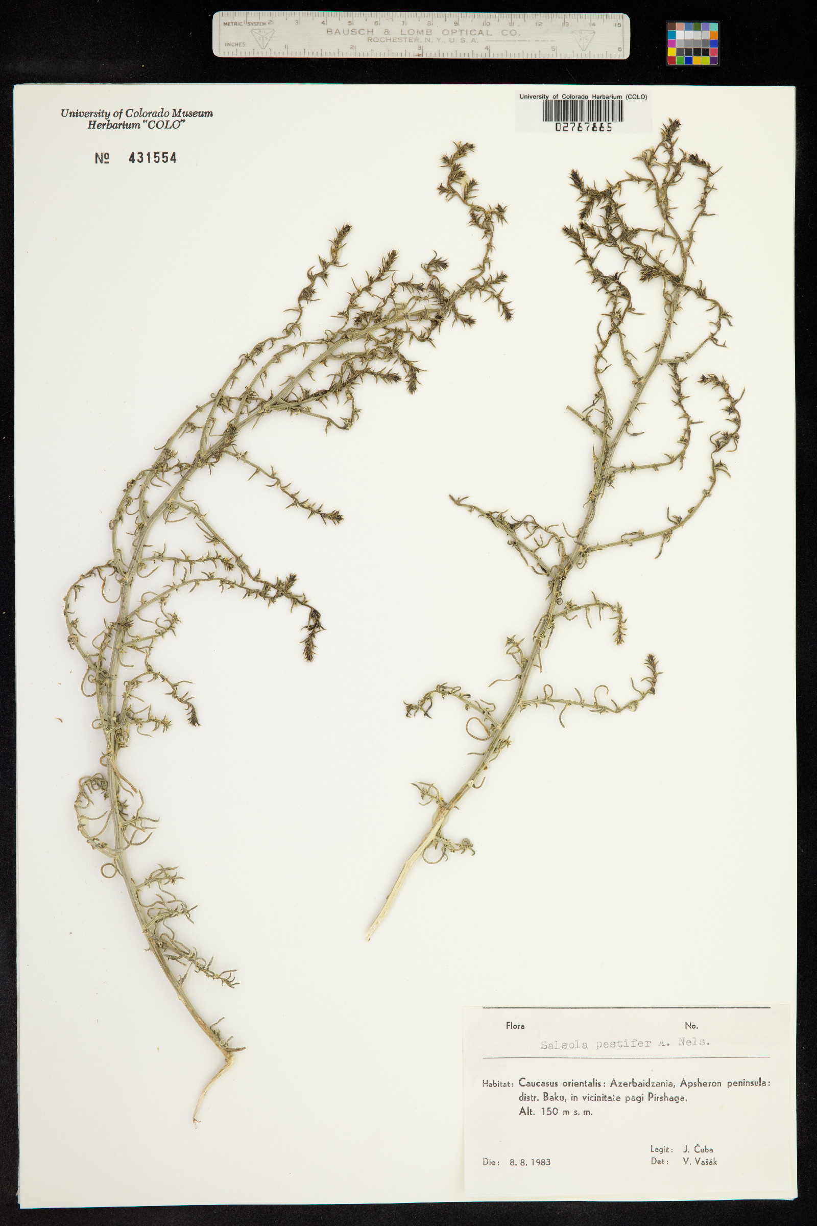 Salsola australis image