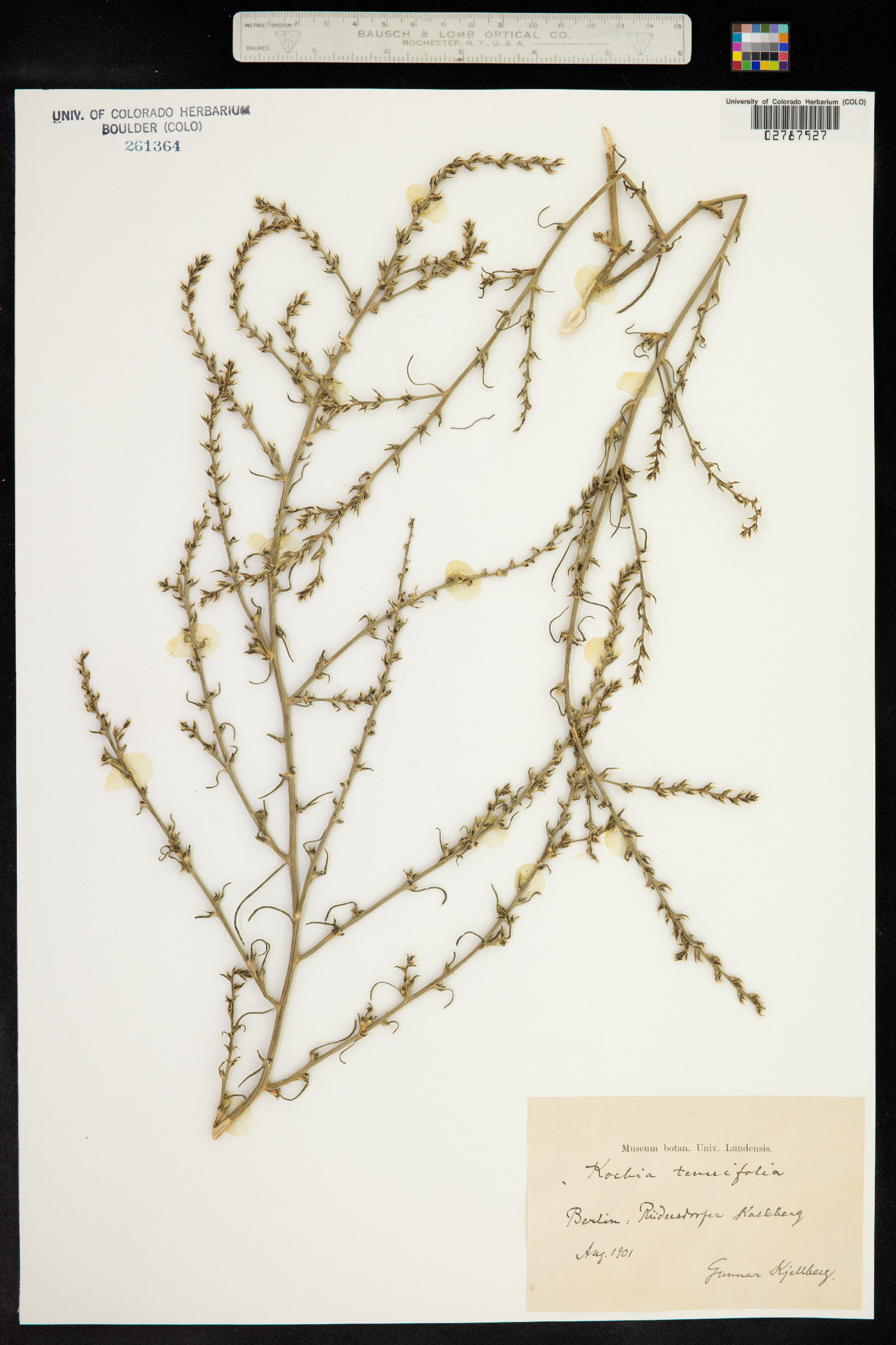 Salsola australis image