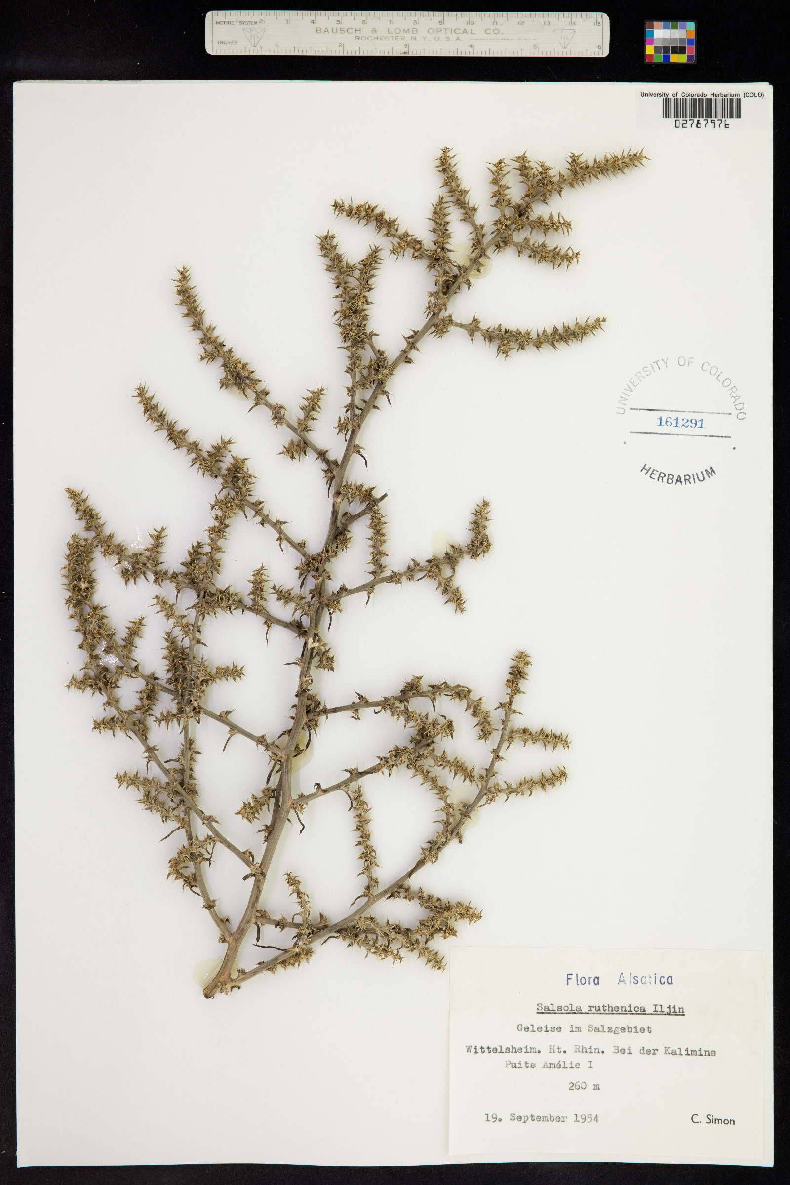 Salsola australis image