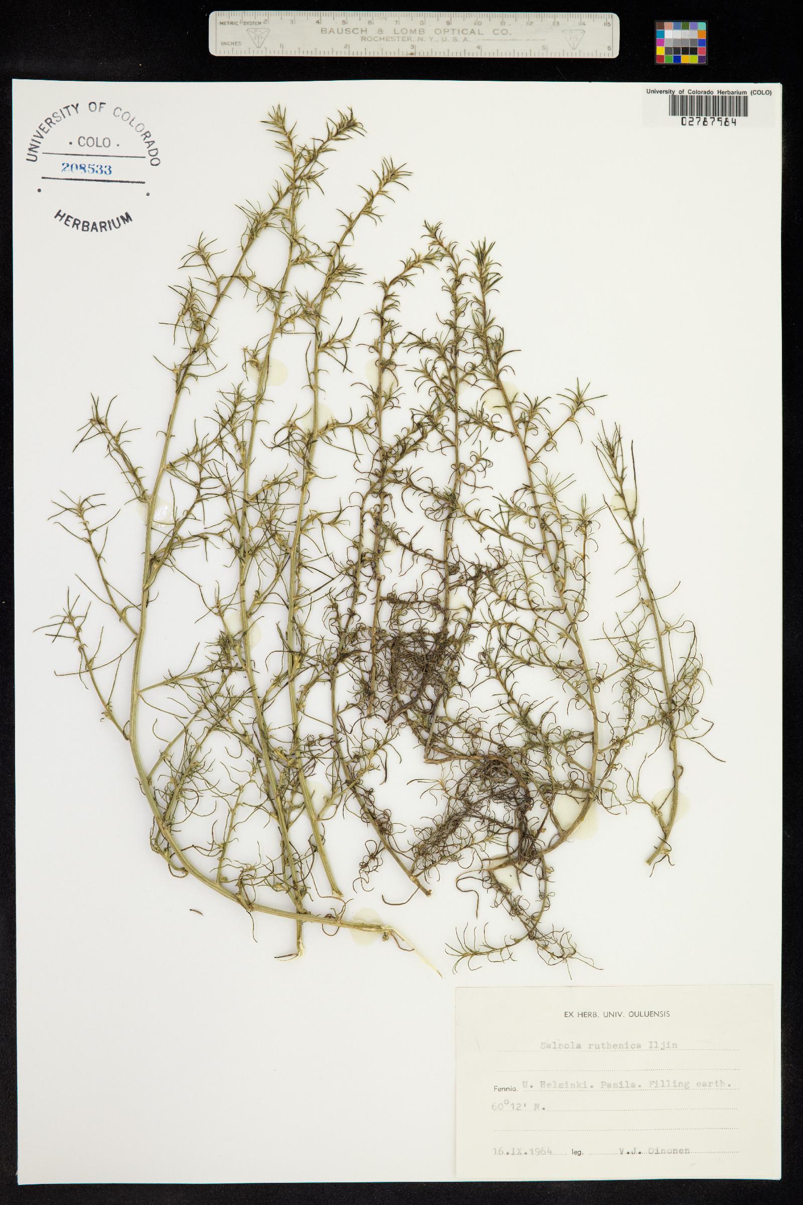 Salsola australis image