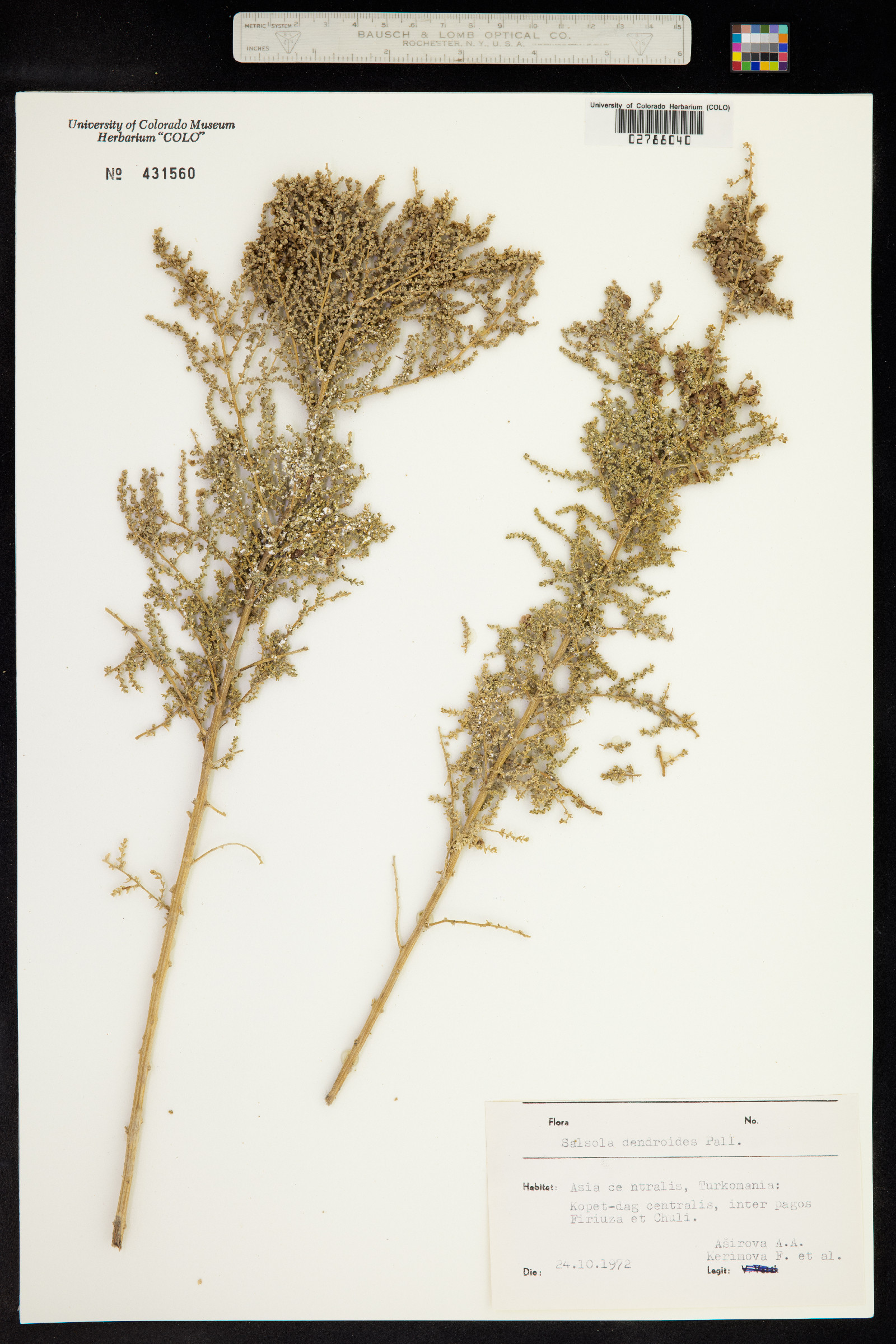 Salsola dendroides image