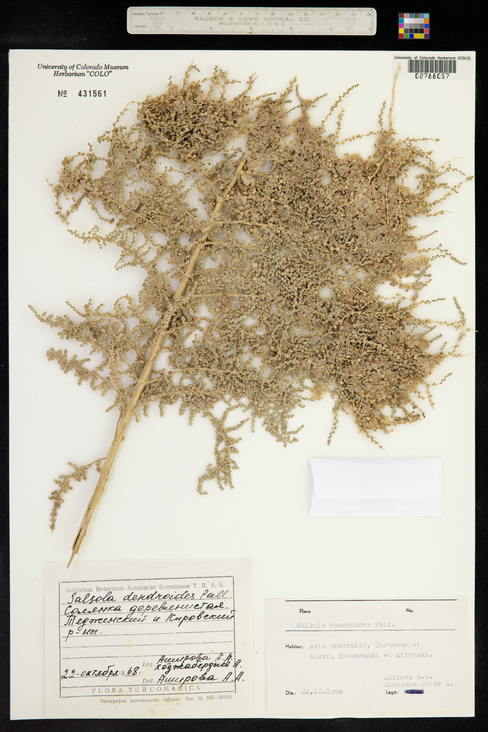 Salsola dendroides image