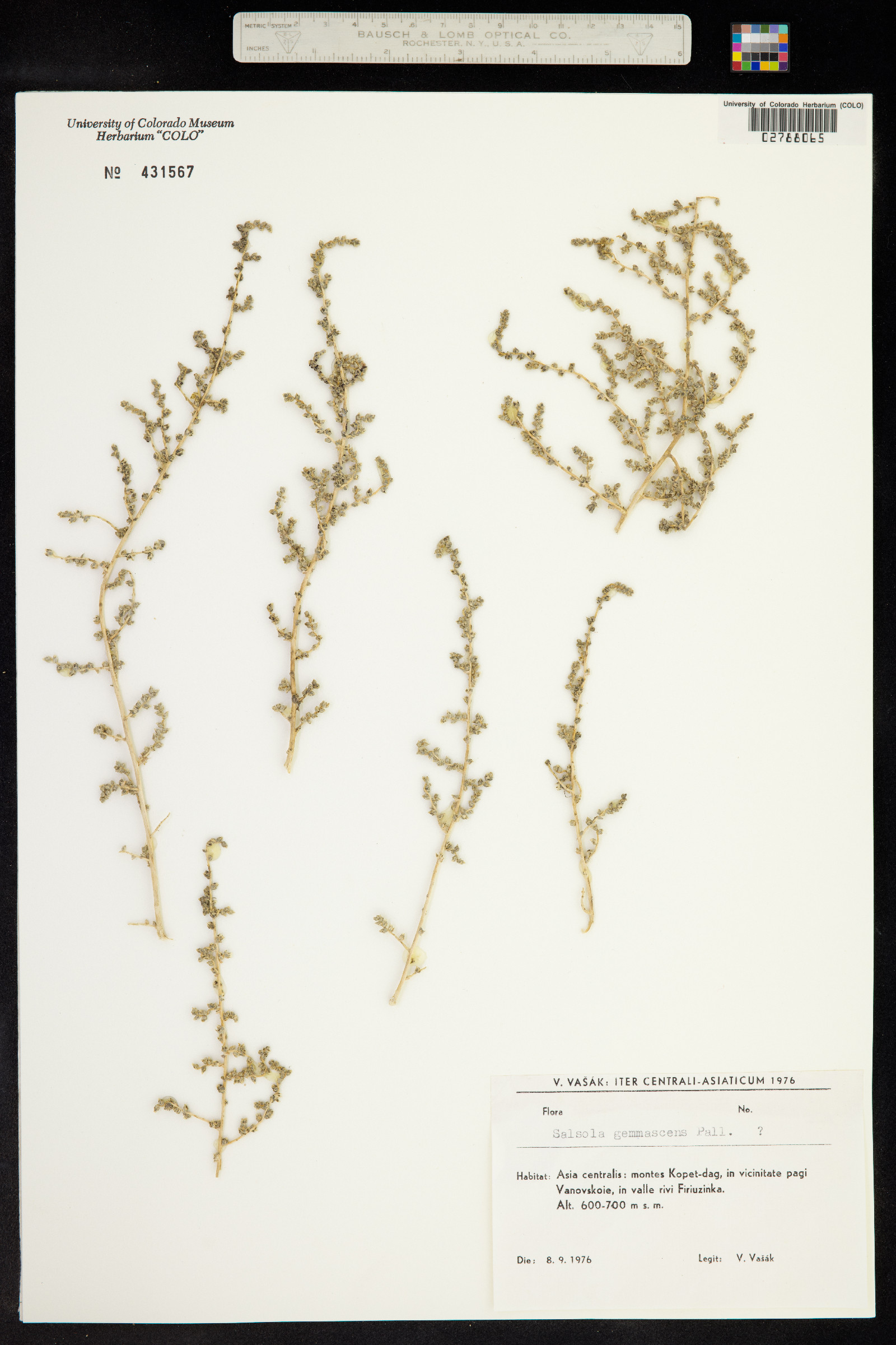 Salsola gemmascens image