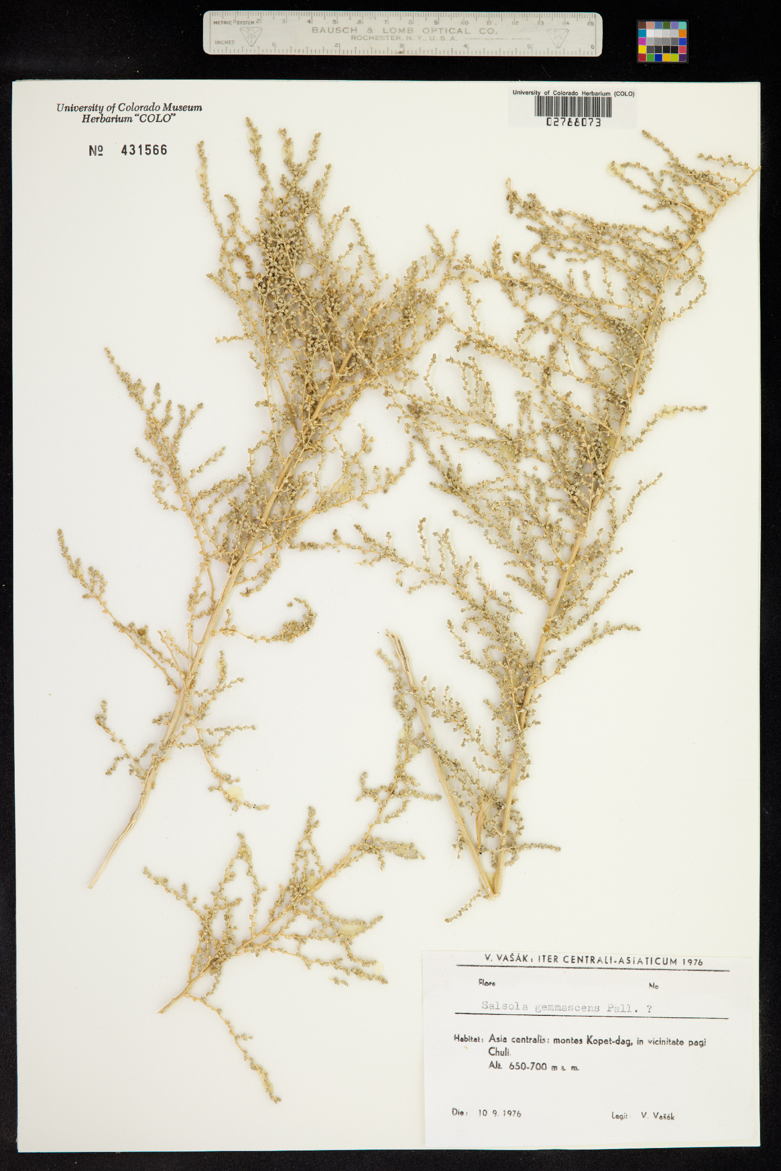 Salsola gemmascens image