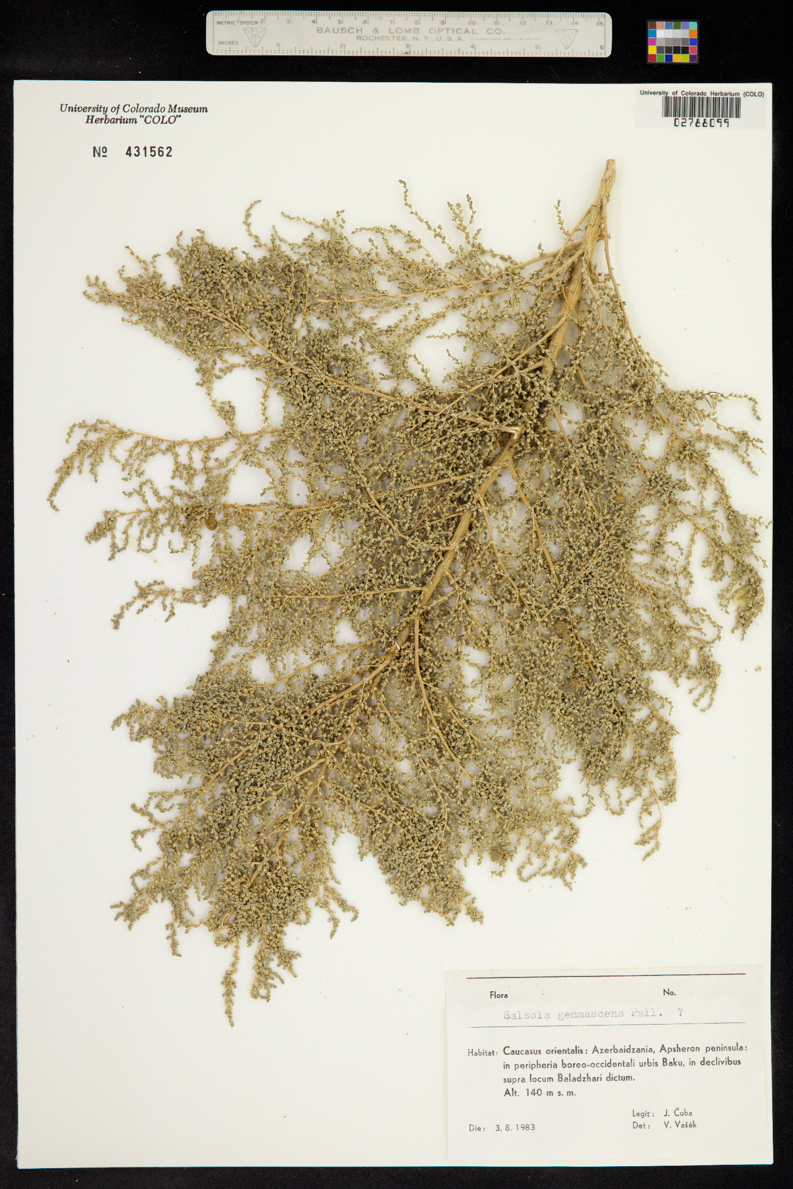 Salsola gemmascens image