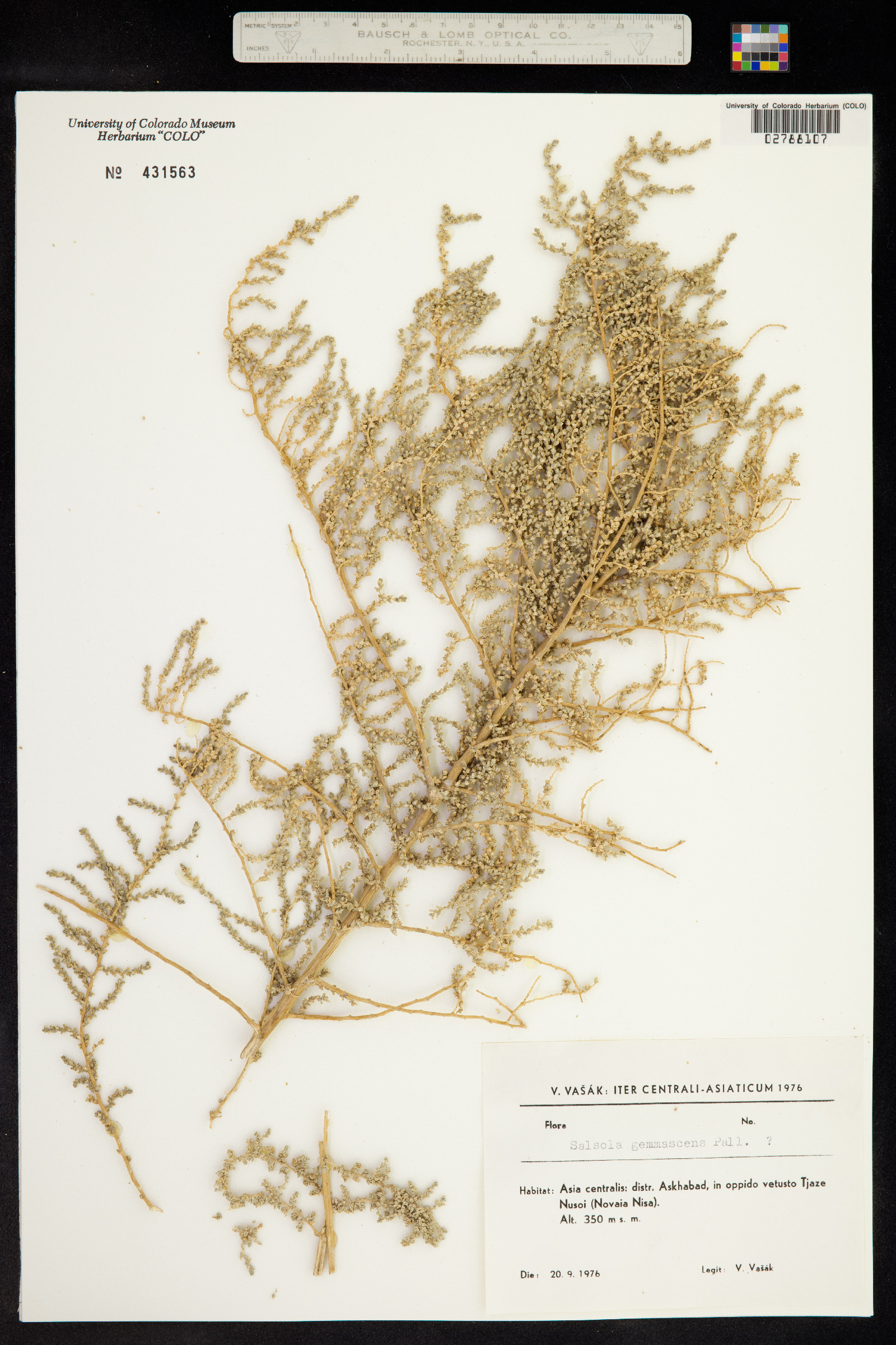 Salsola gemmascens image