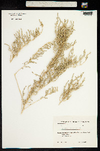 Salsola gemmascens image