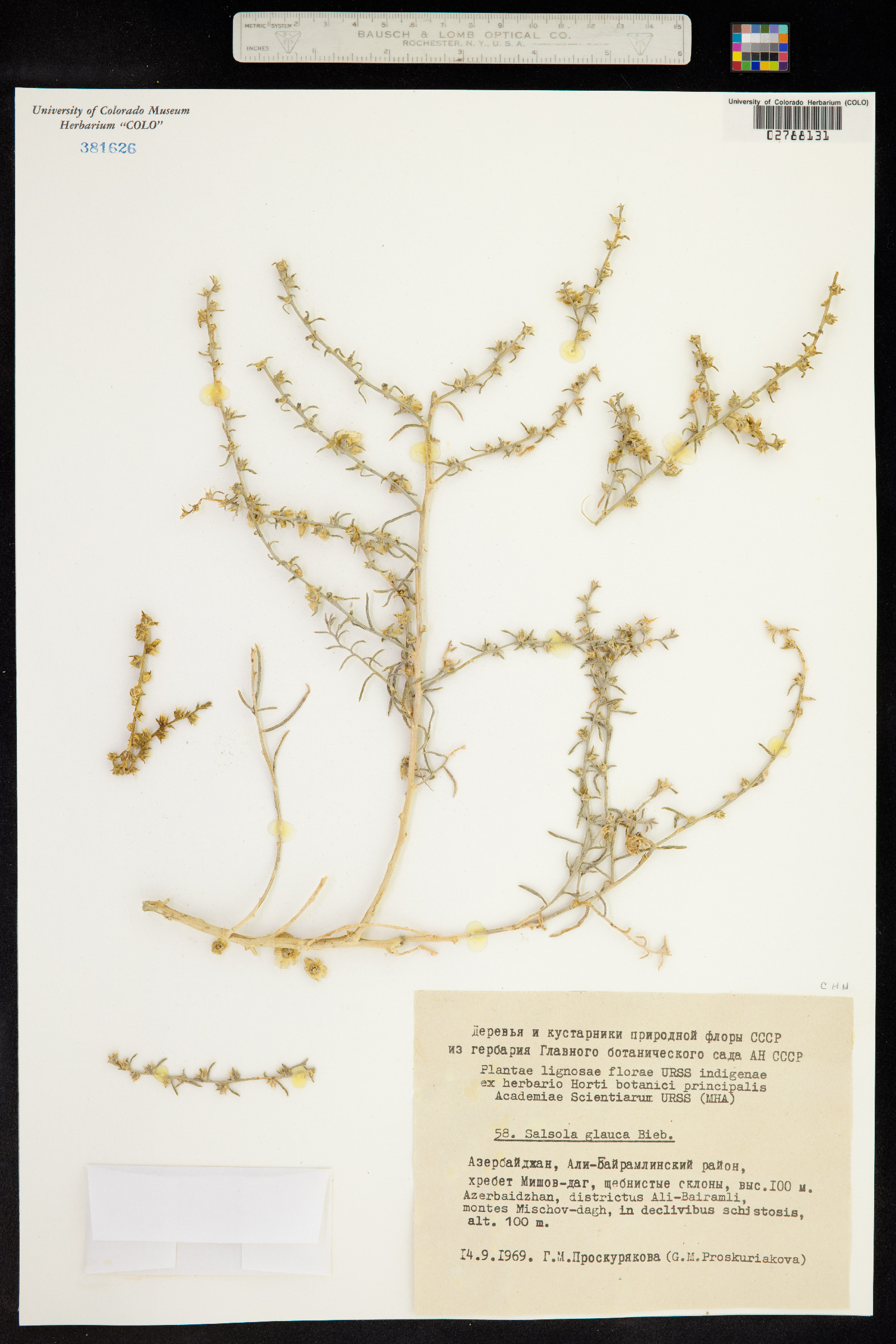 Halothamnus glaucus image