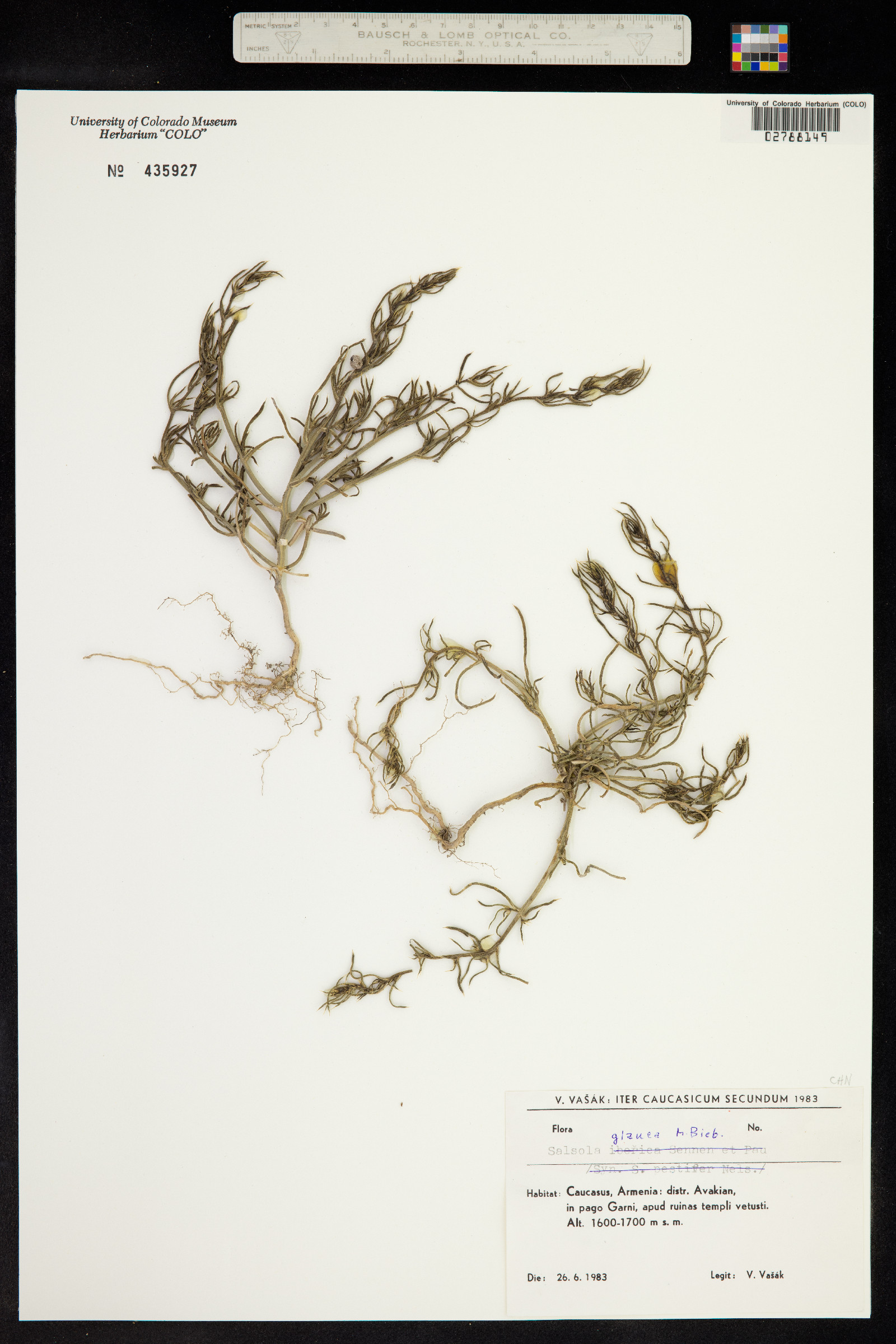 Halothamnus glaucus subsp. glaucus image