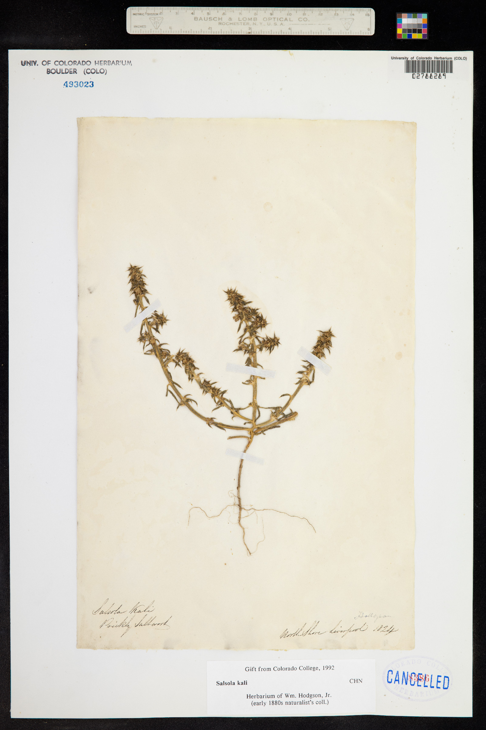 Salsola kali image
