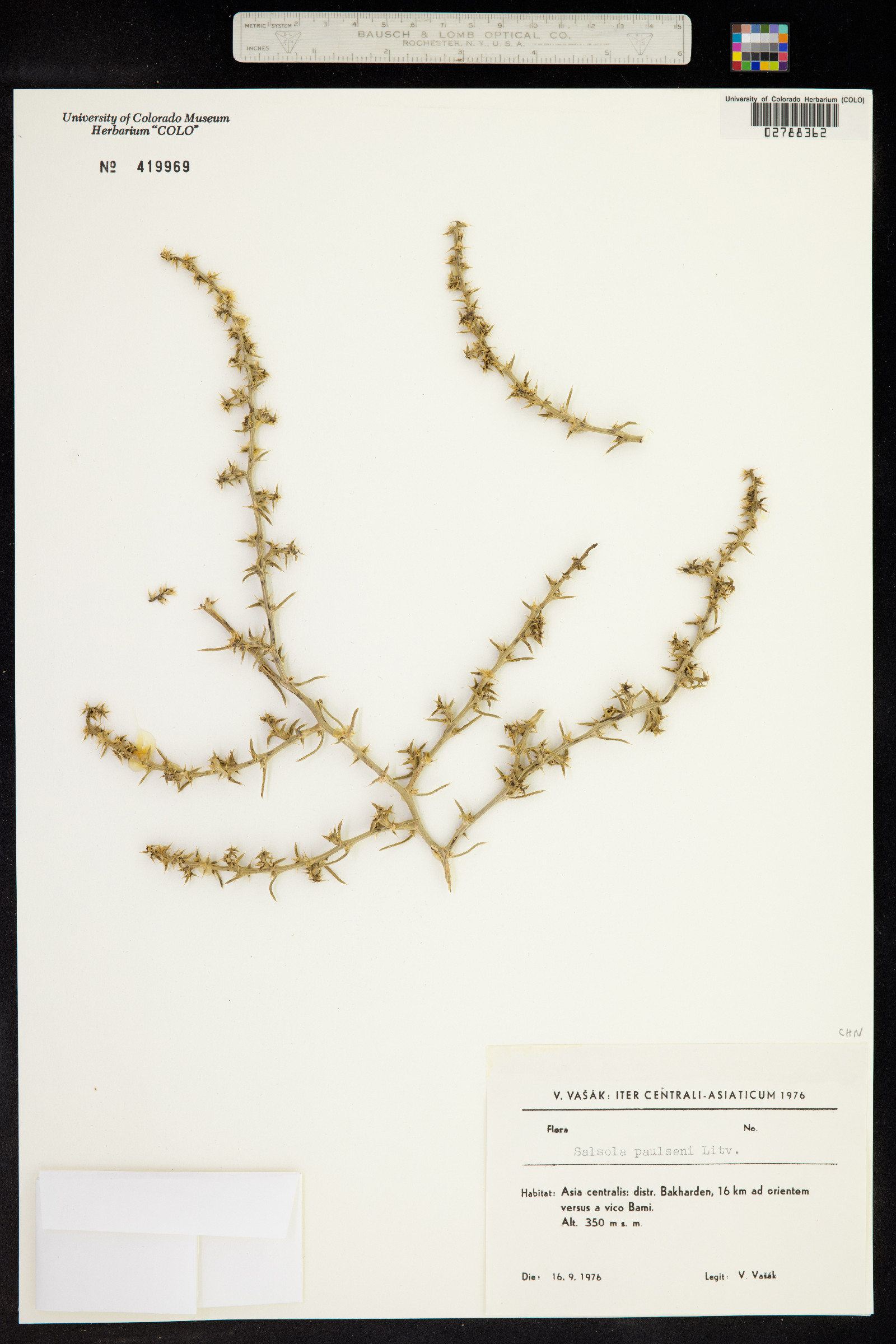 Salsola kali image