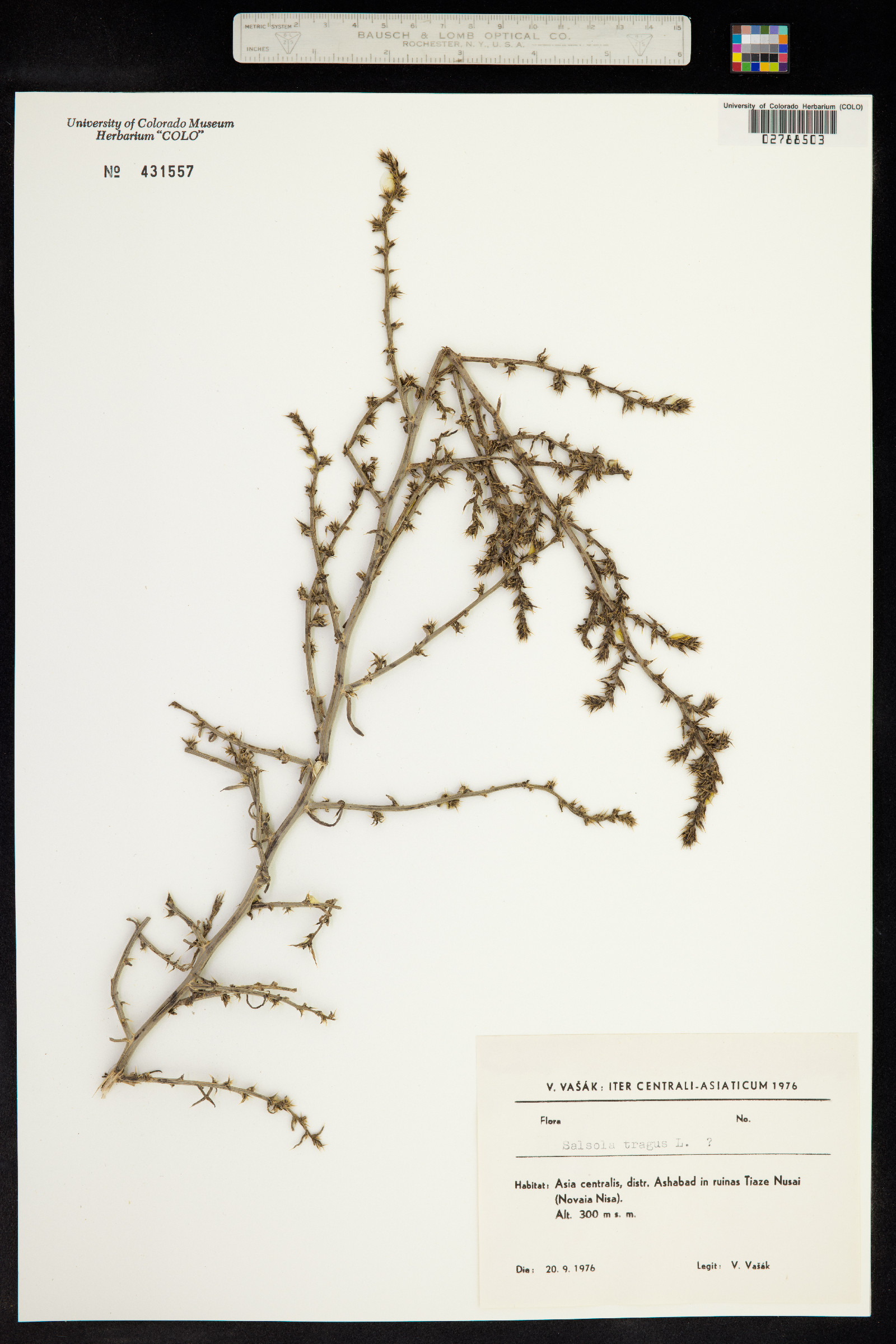 Salsola tragus image