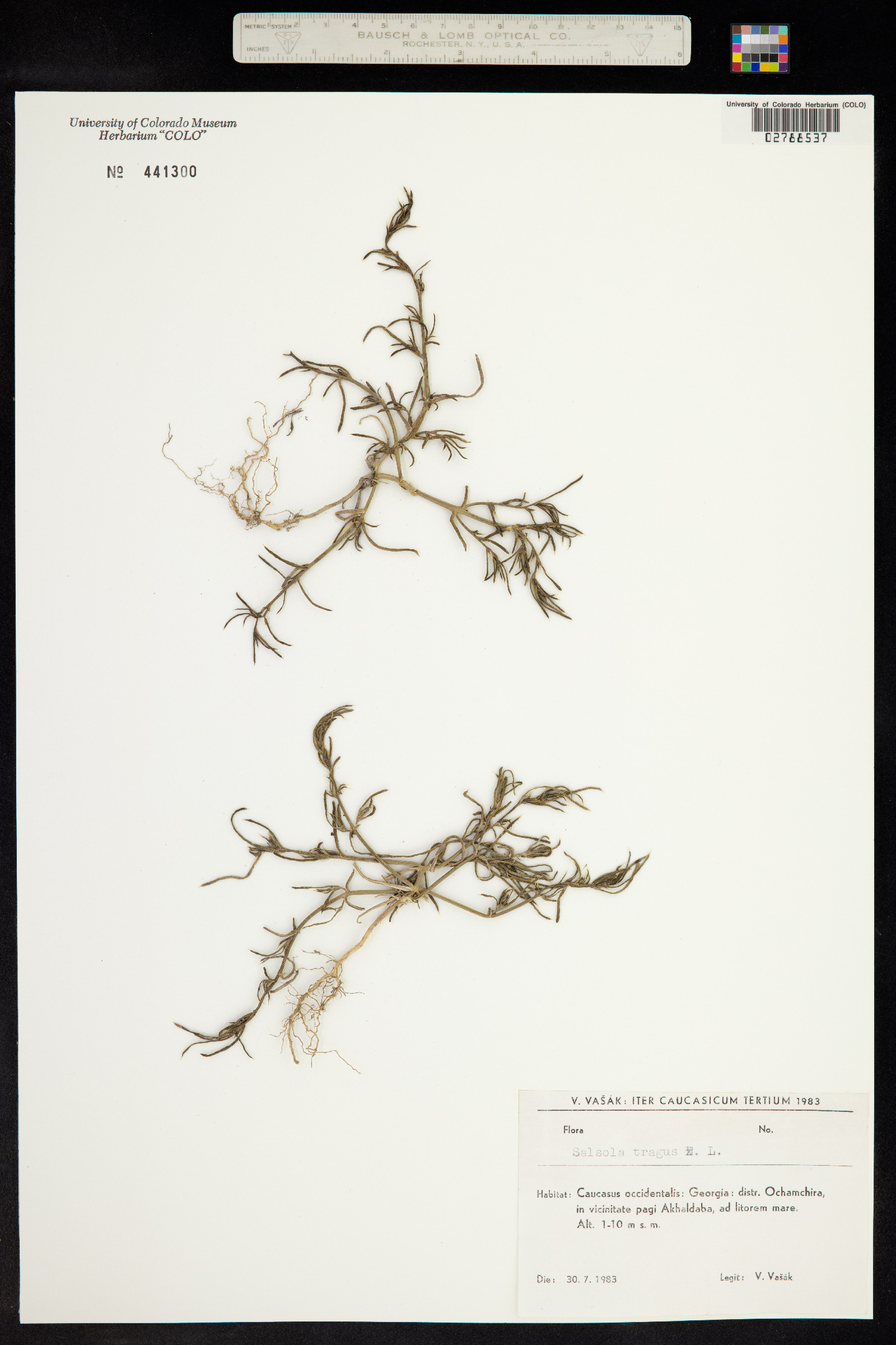 Salsola tragus image
