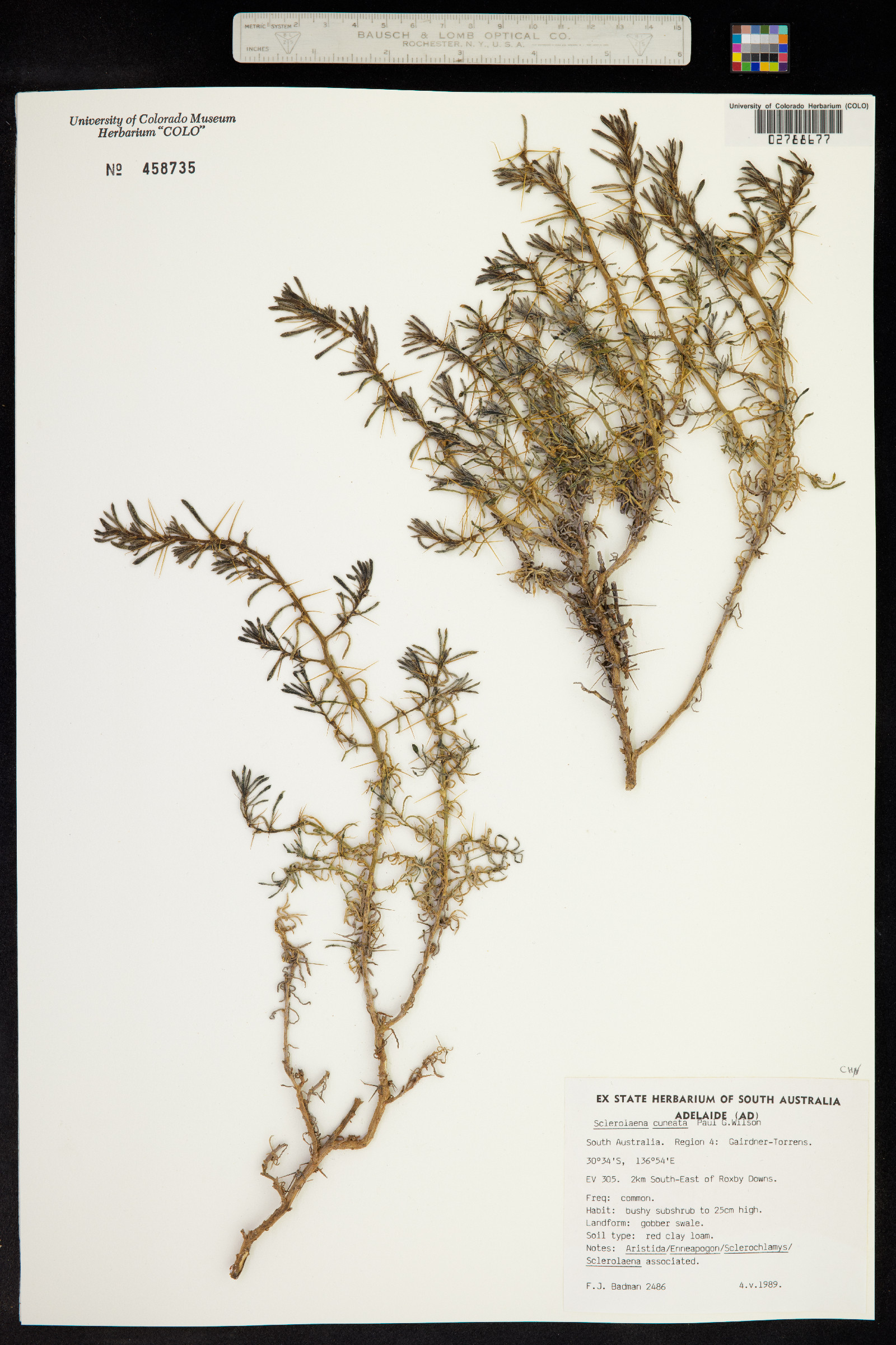 Sclerolaena cuneata image