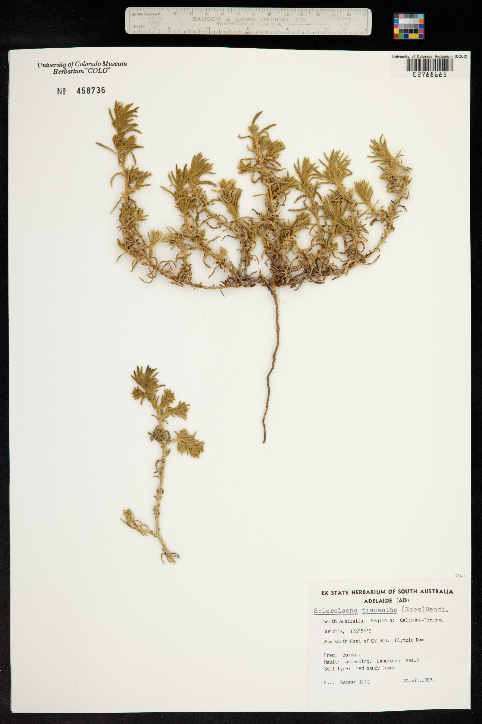 Sclerolaena image
