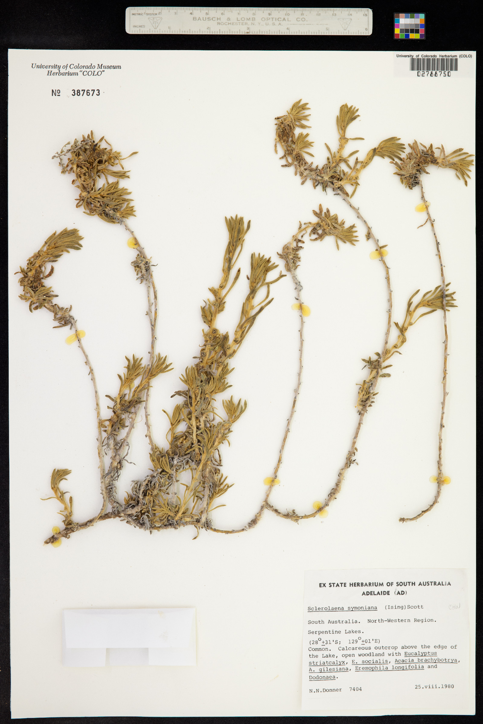 Sclerolaena symoniana image