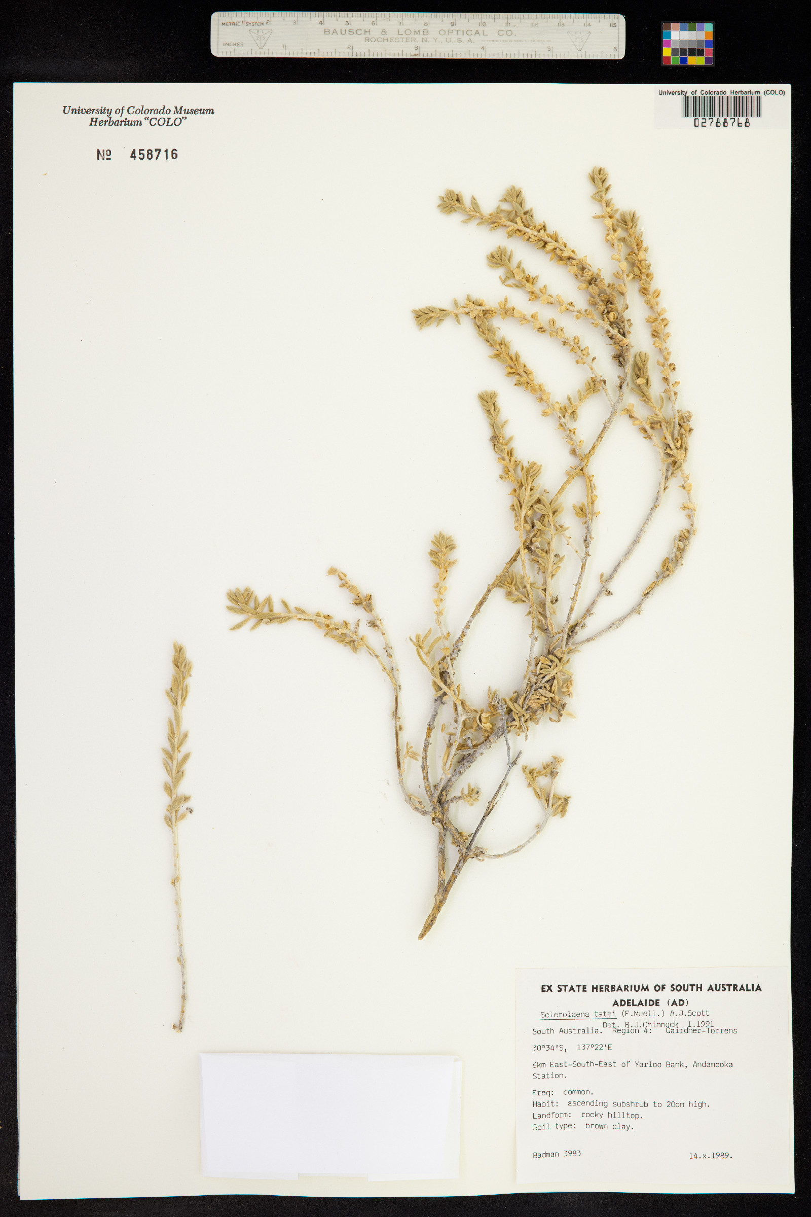 Sclerolaena tatei image
