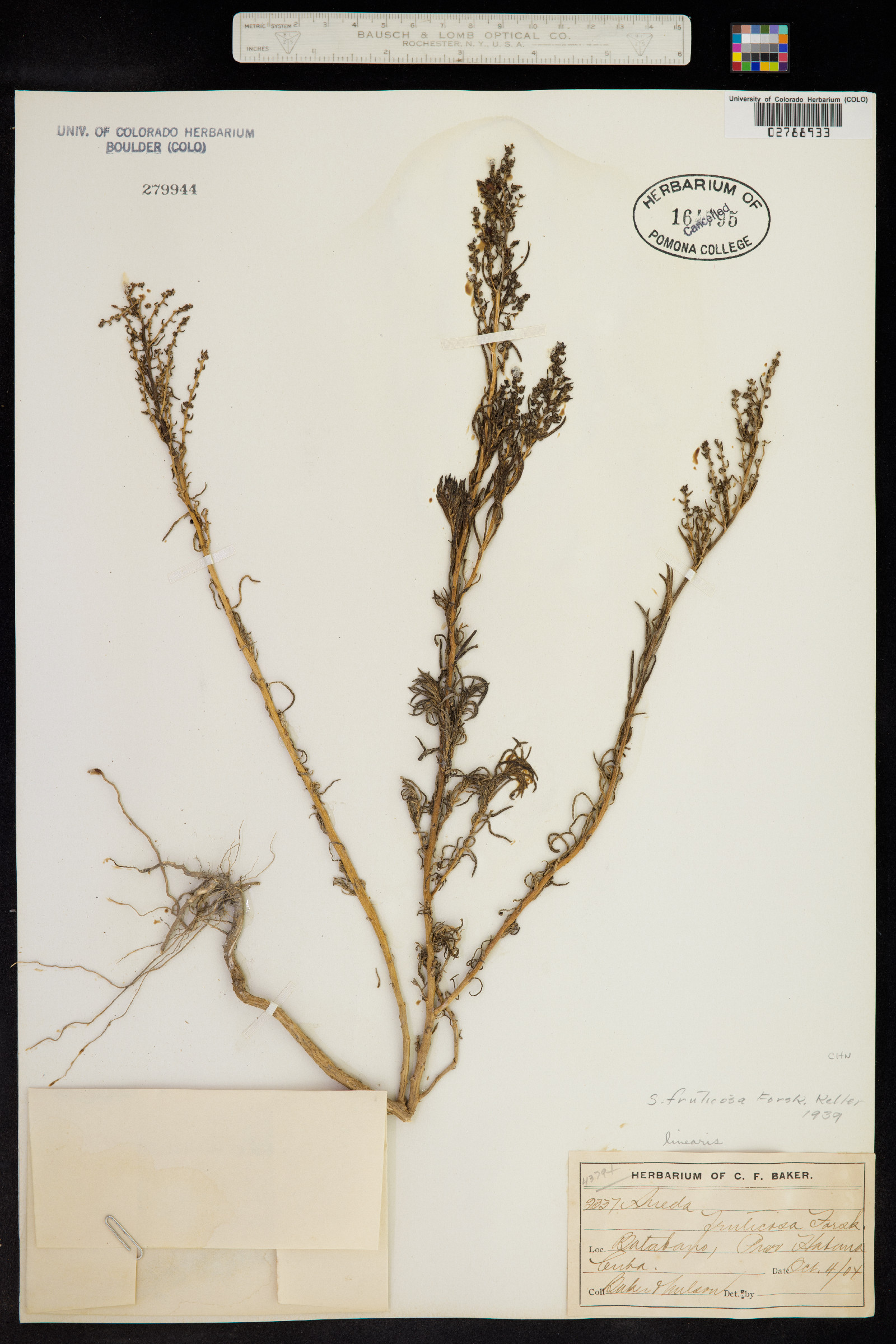 Suaeda nigra image