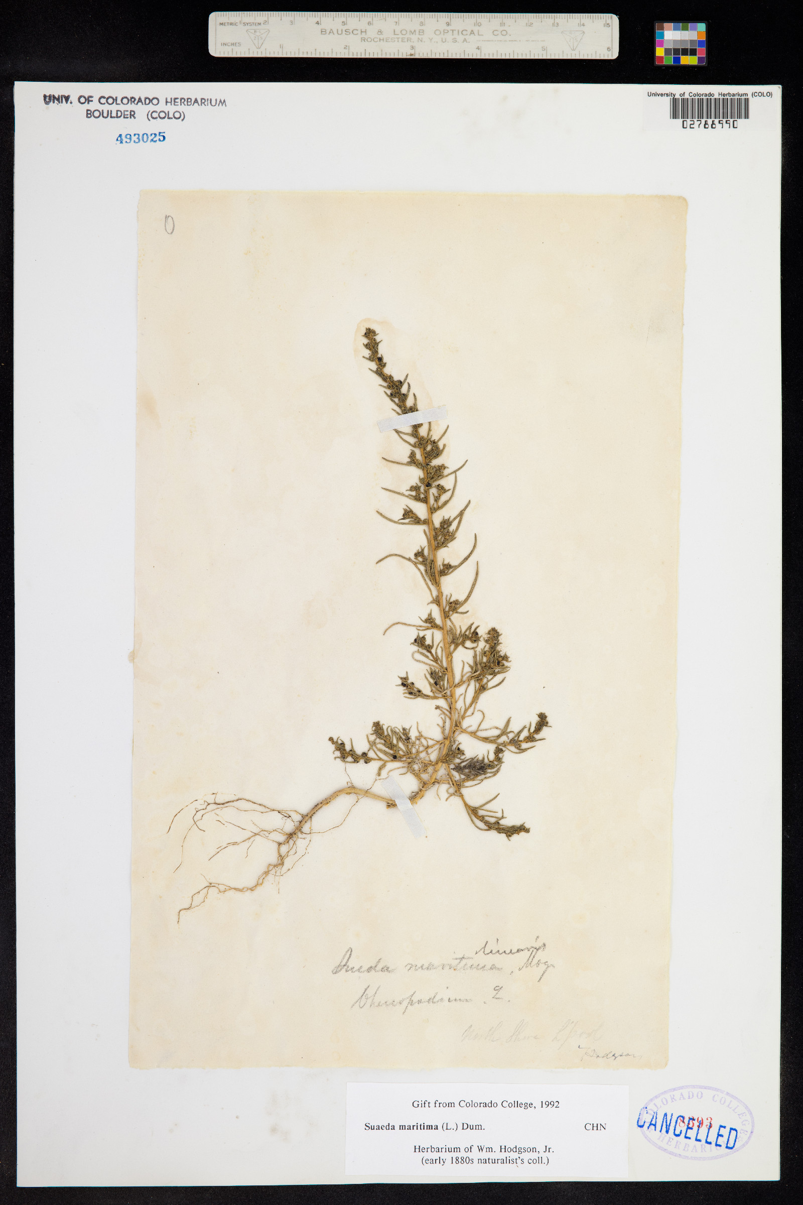 Suaeda maritima image
