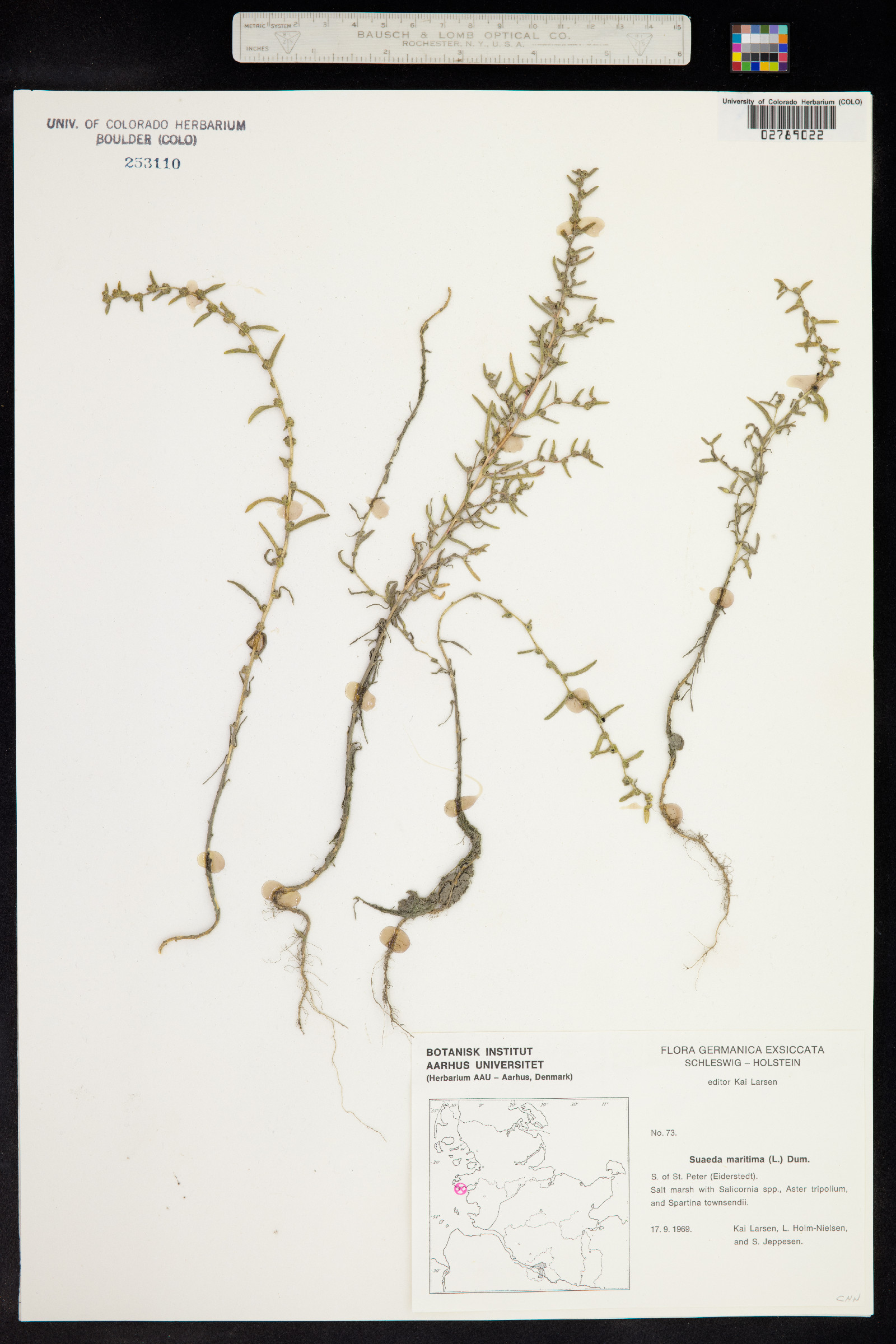 Suaeda image