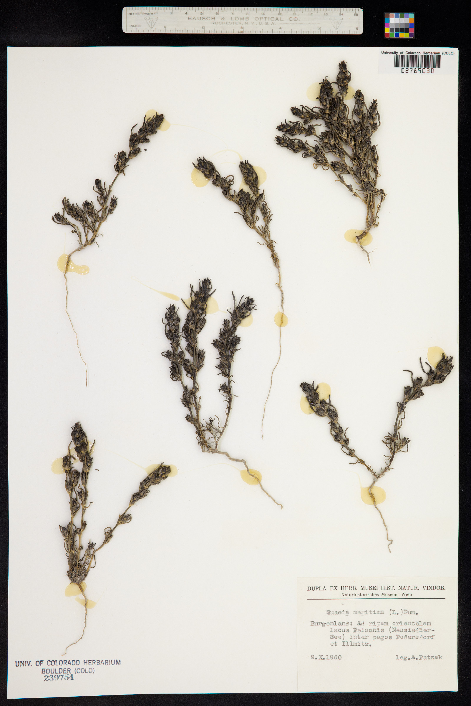 Suaeda maritima image