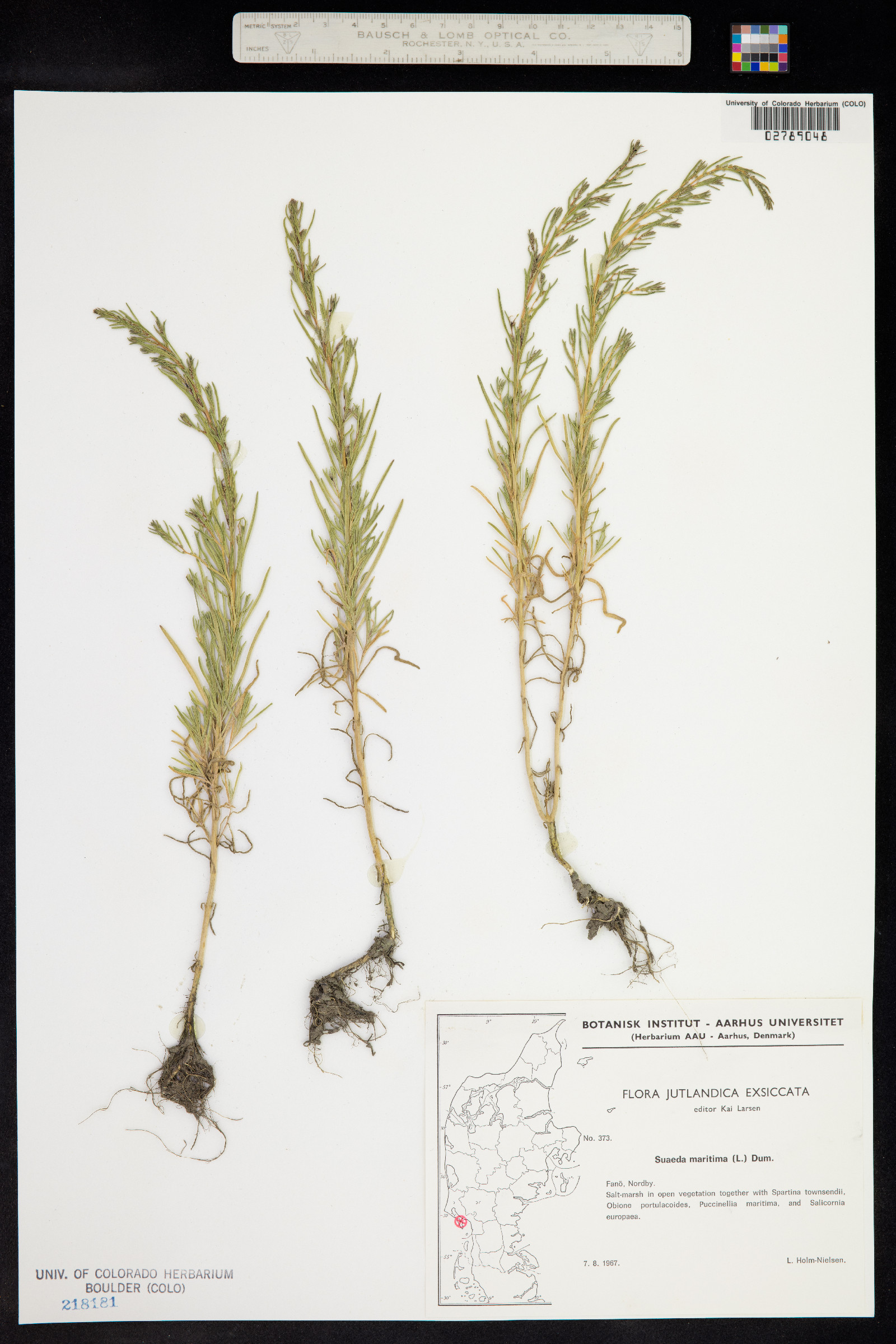 Suaeda maritima image