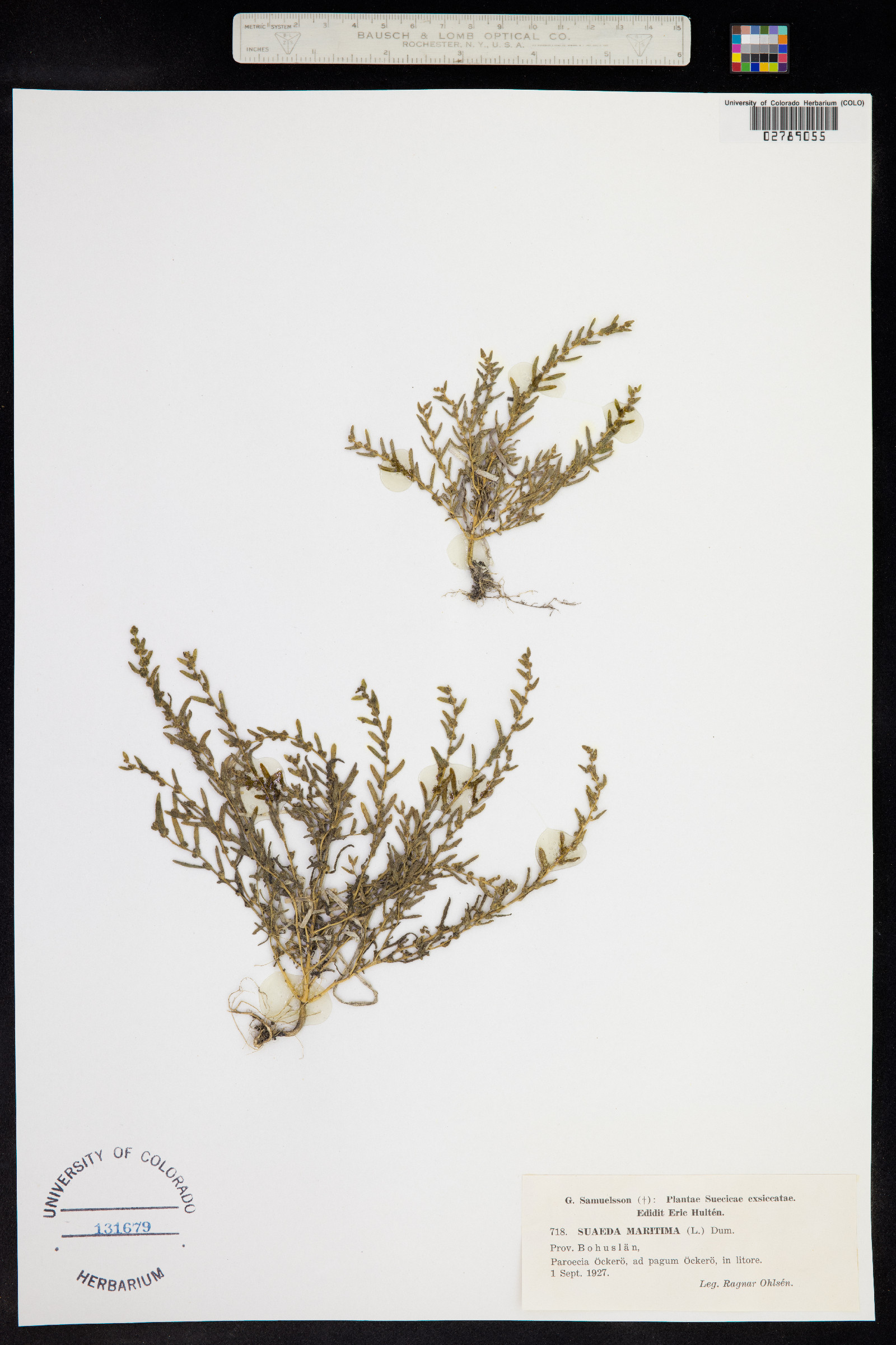 Suaeda maritima image