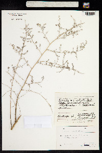 Image of Suaeda microphylla