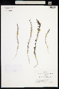 Image of Suaeda linifolia