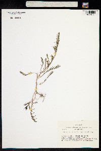 Suaeda corniculata image