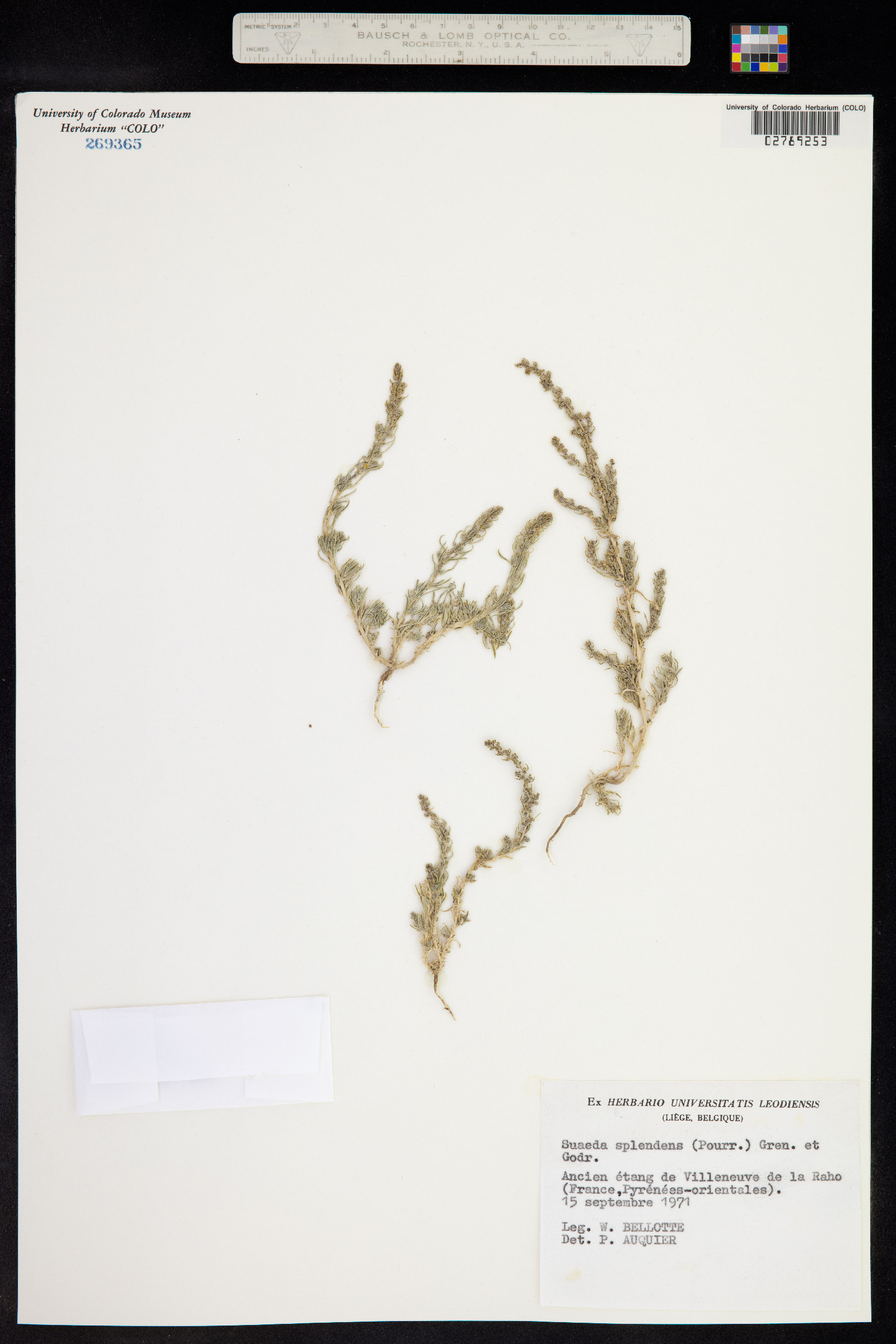 Suaeda splendens image