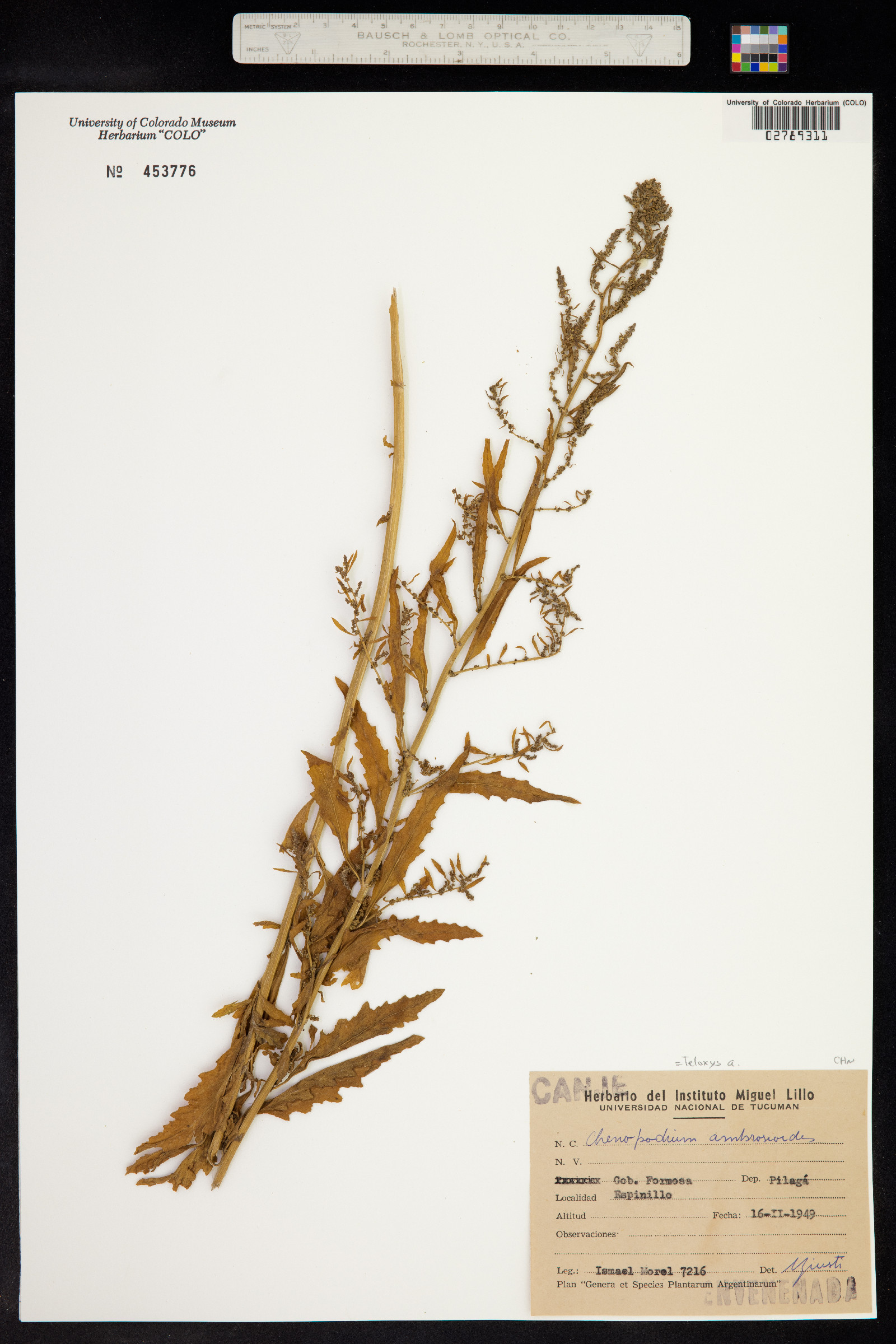 Dysphania ambrosioides image