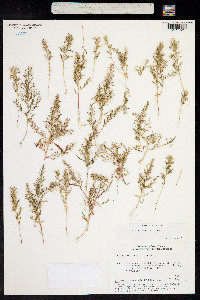 Image of Chenopodium aristatum