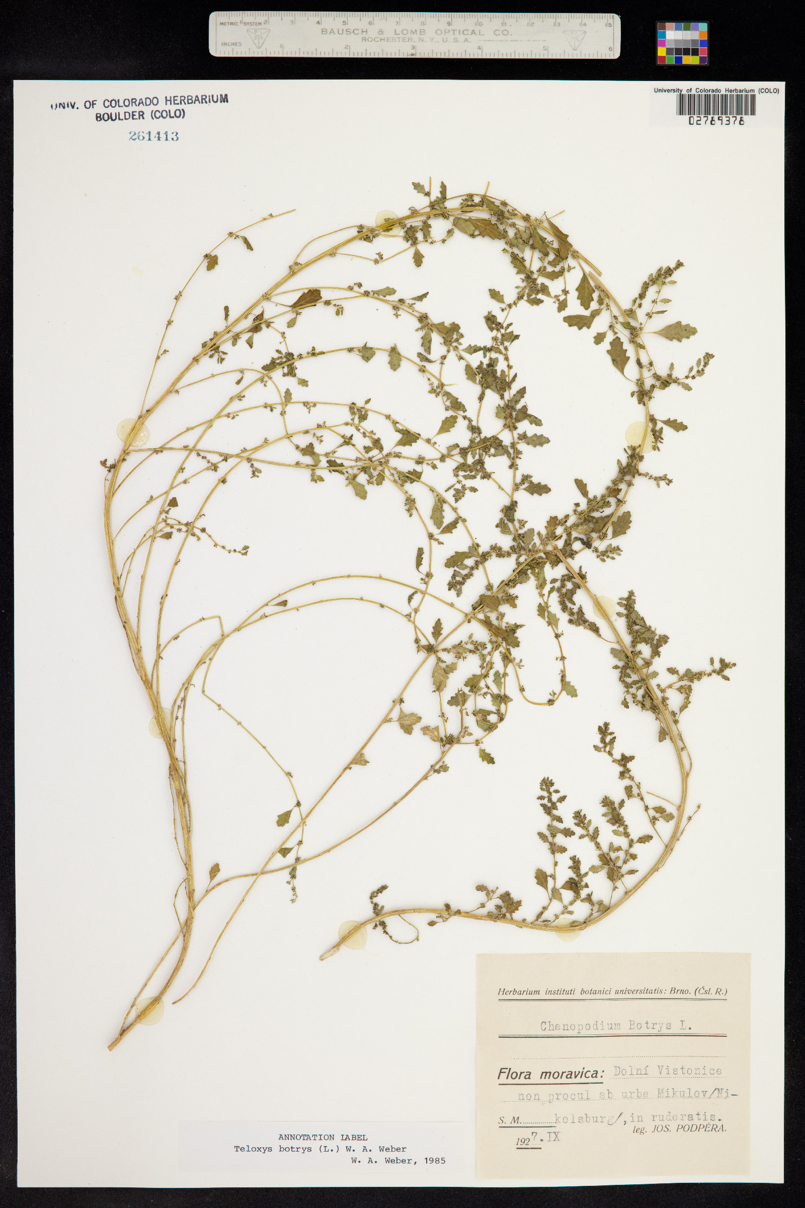 Dysphania botrys image