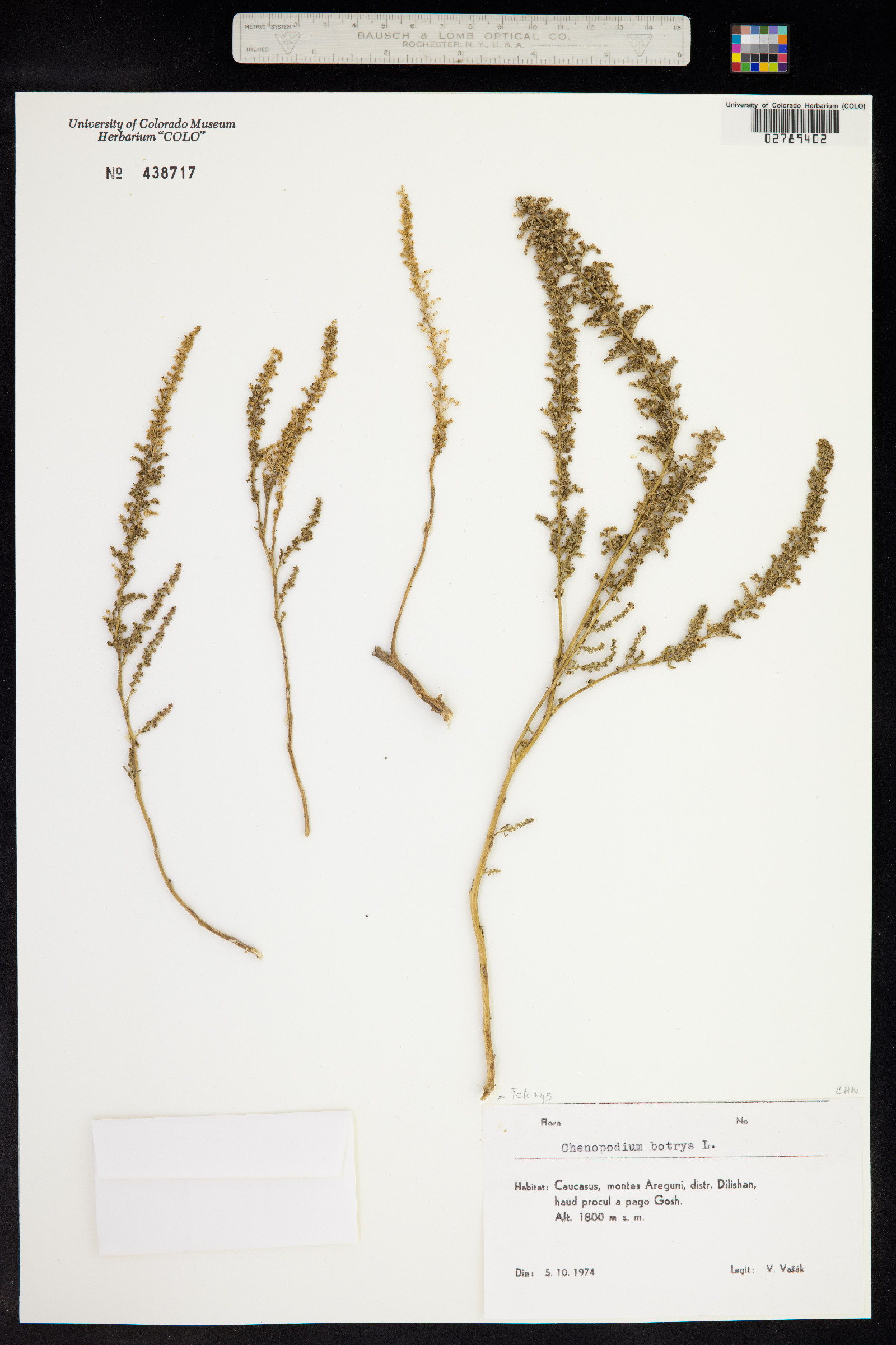 Dysphania botrys image