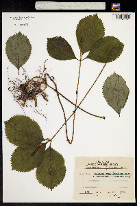 Chloranthus japonicus image